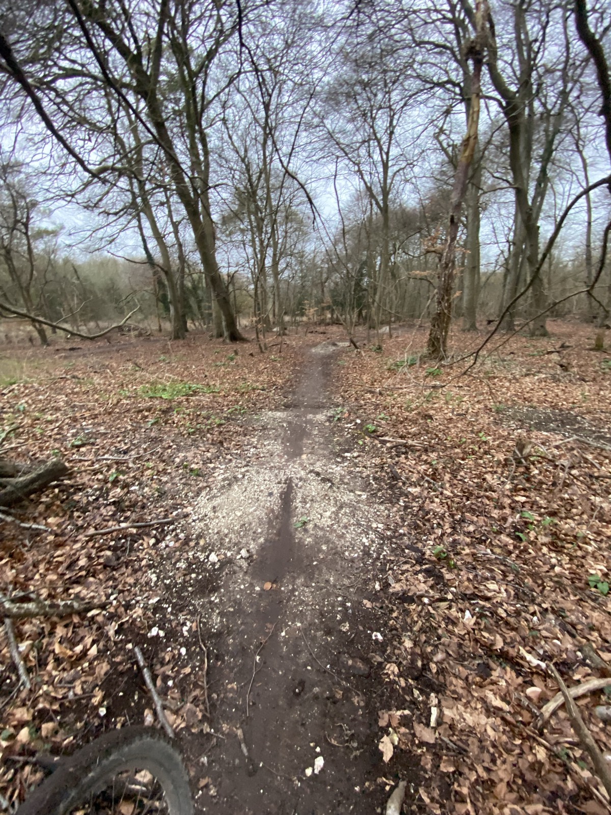 Morning line 2 trail photo 1