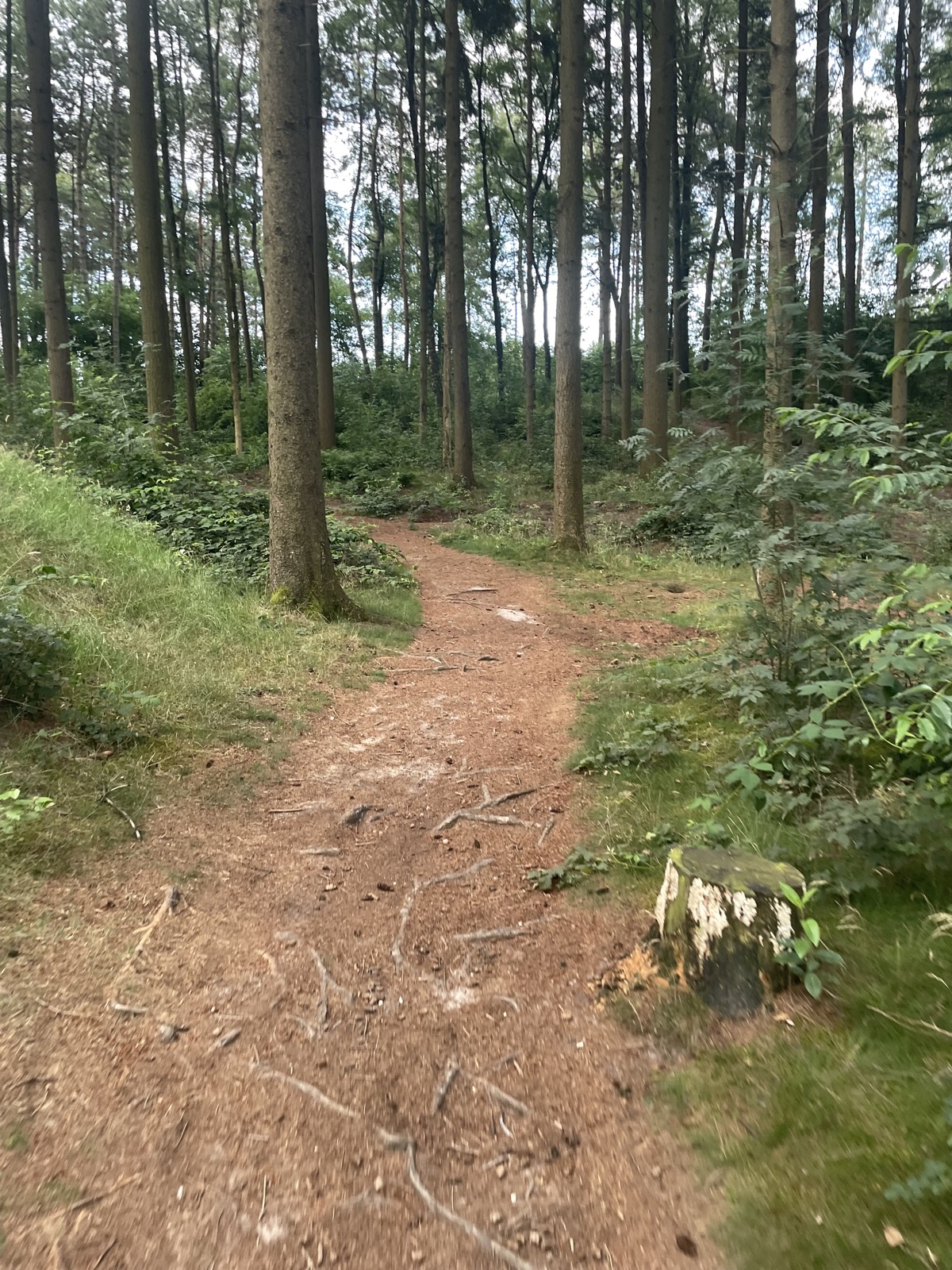 Camping Downhill trail photo 4