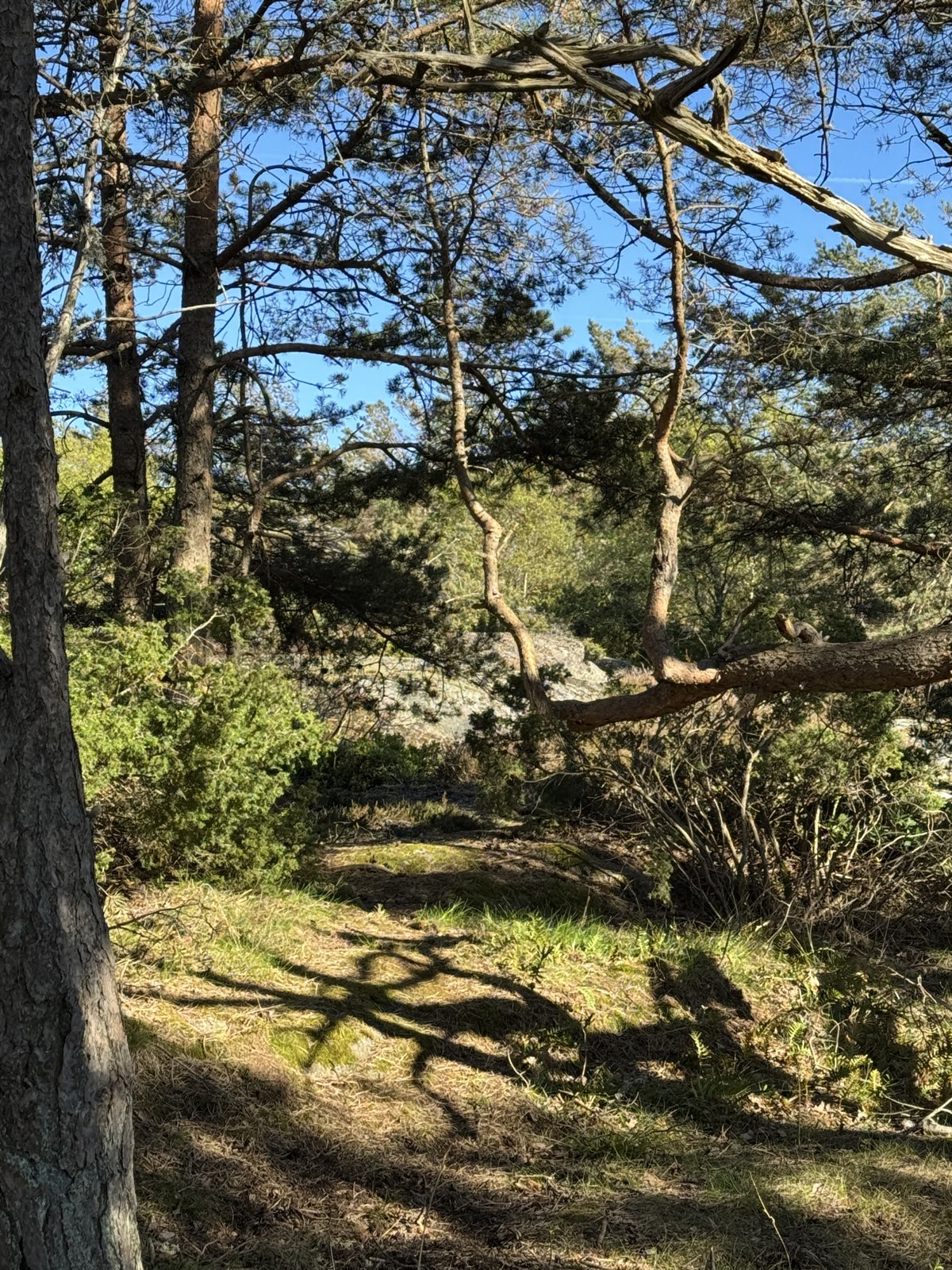 Short technical climb trail photo 5