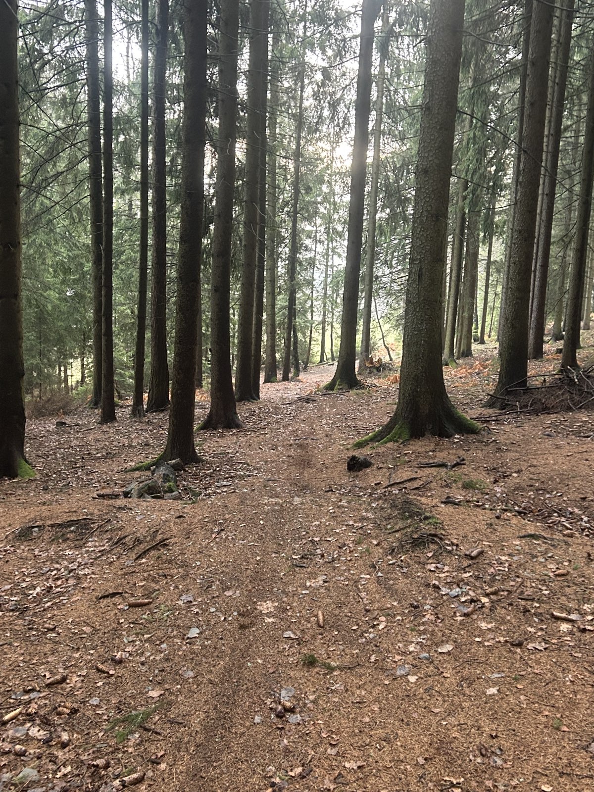 Lower Enduro trail photo 4