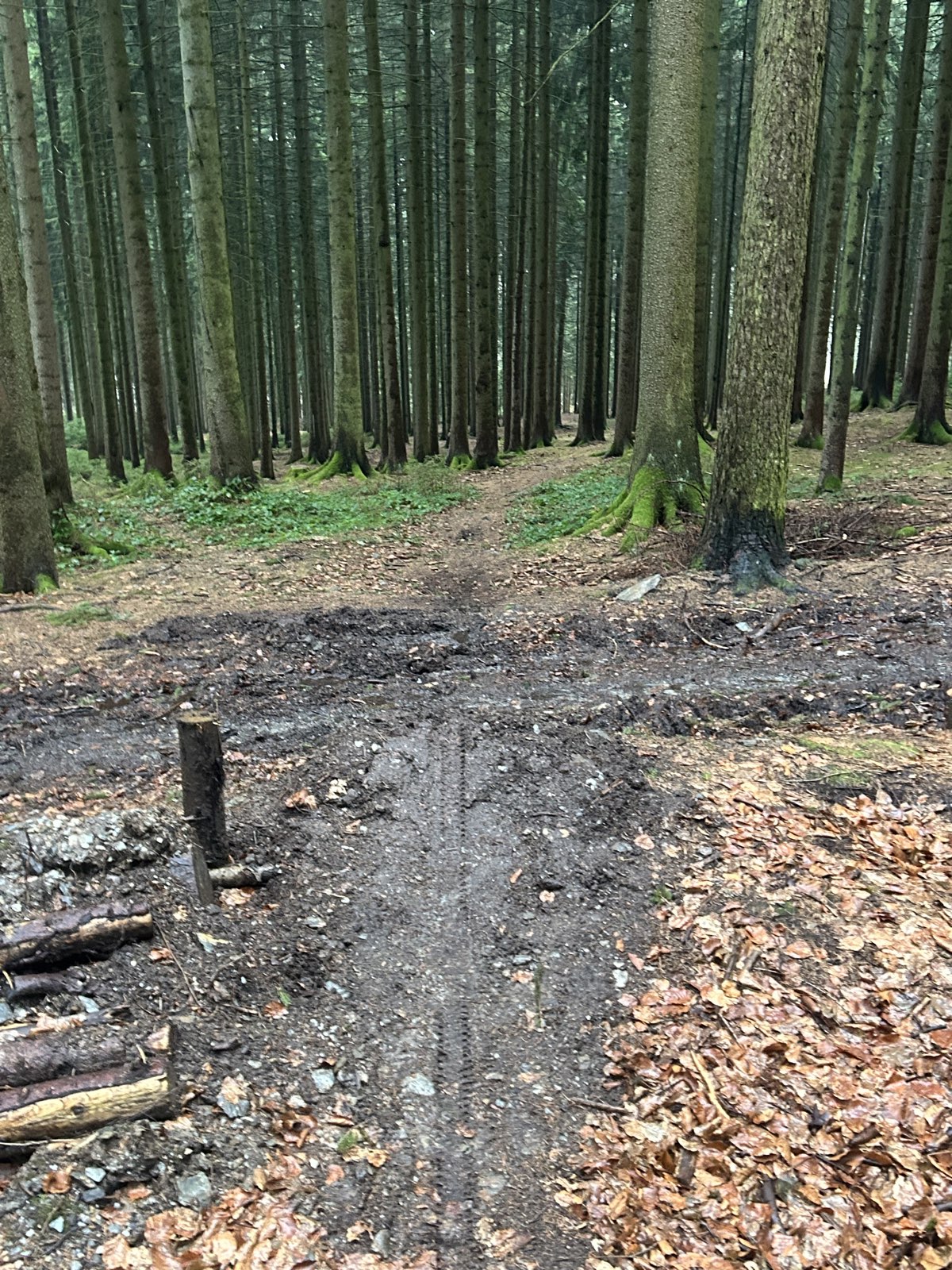 Lower Enduro trail photo 1