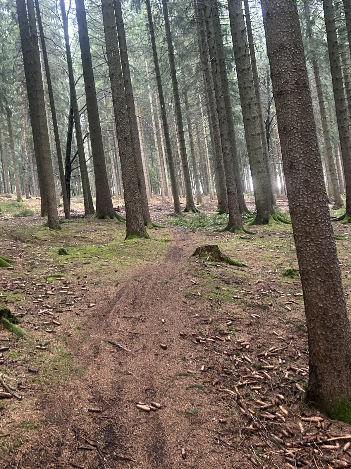 Lower Enduro trail photo 5