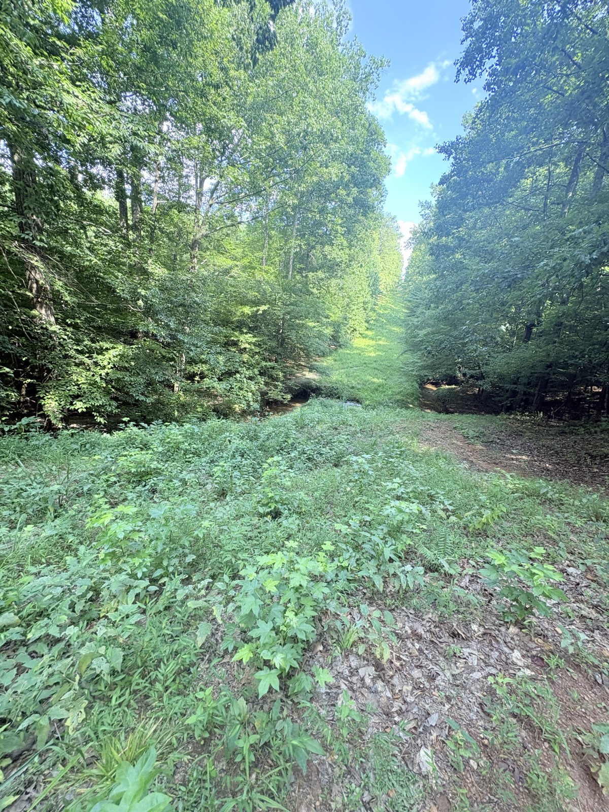 Deer root city trail photo 4