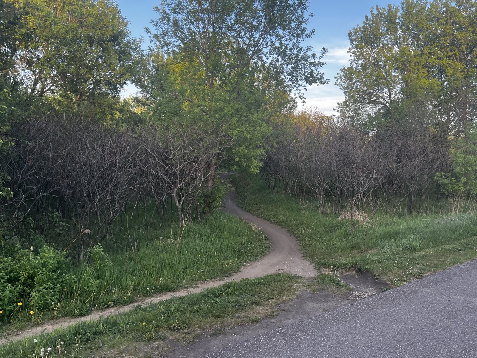Elm Creek Singletrack Trail trail photo 3