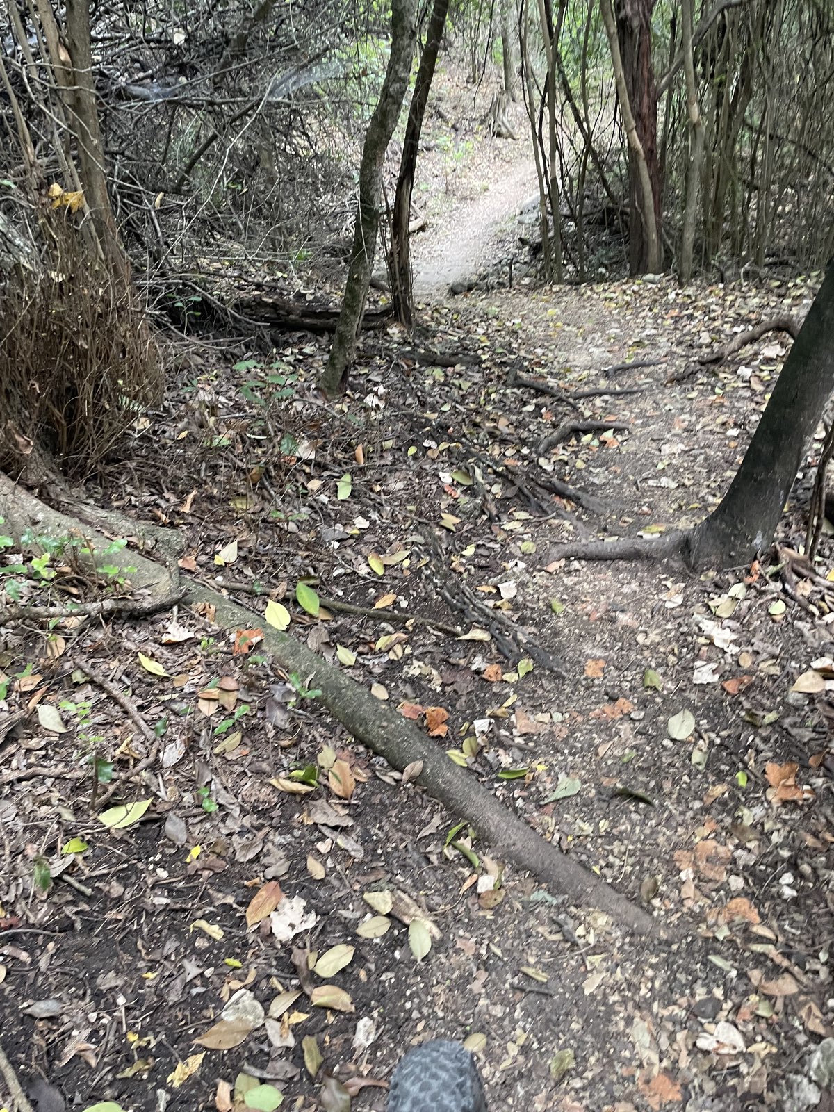 Spicewood Valley Trail trail photo 5