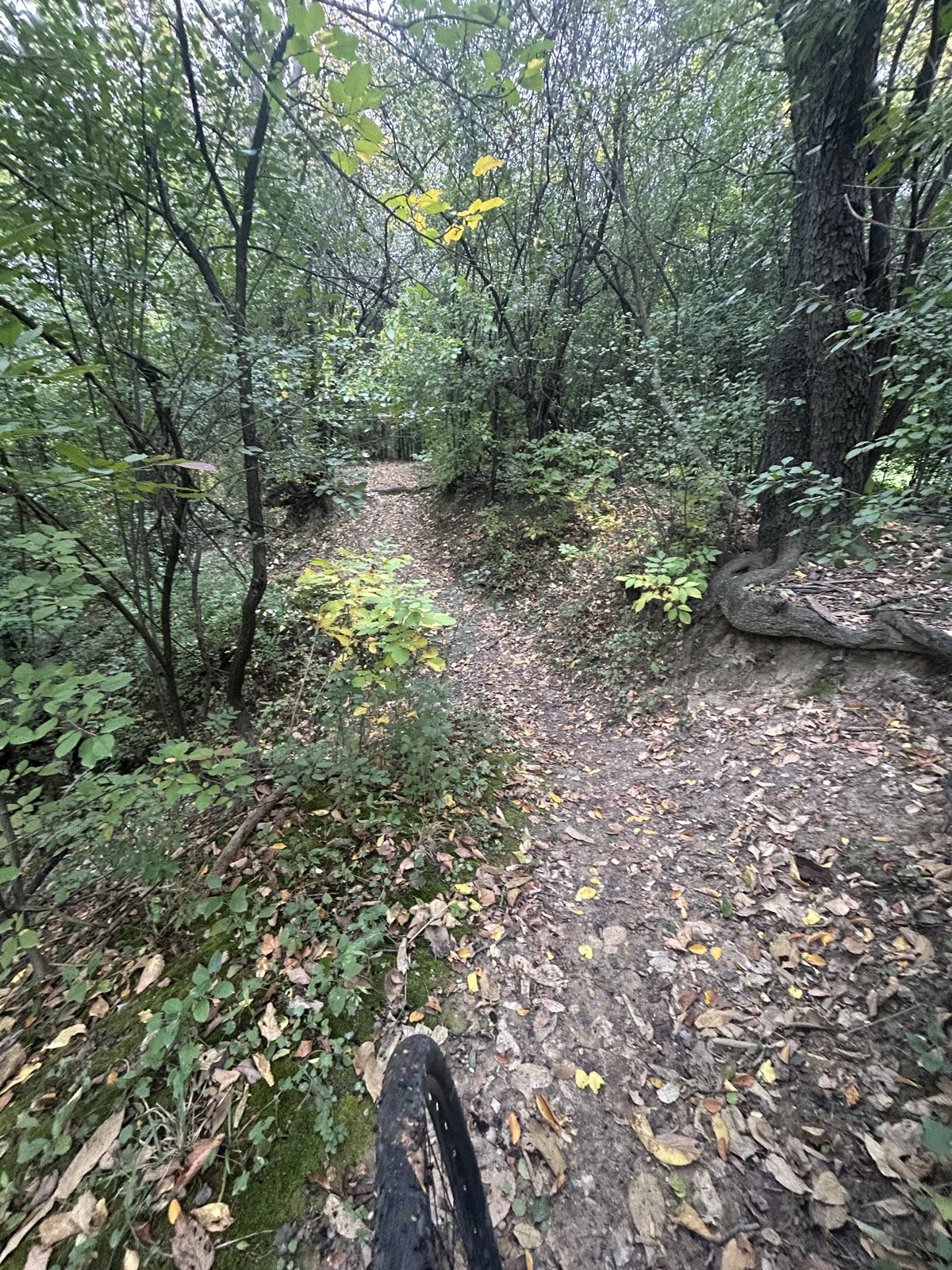 Monkey Trail trail photo 1