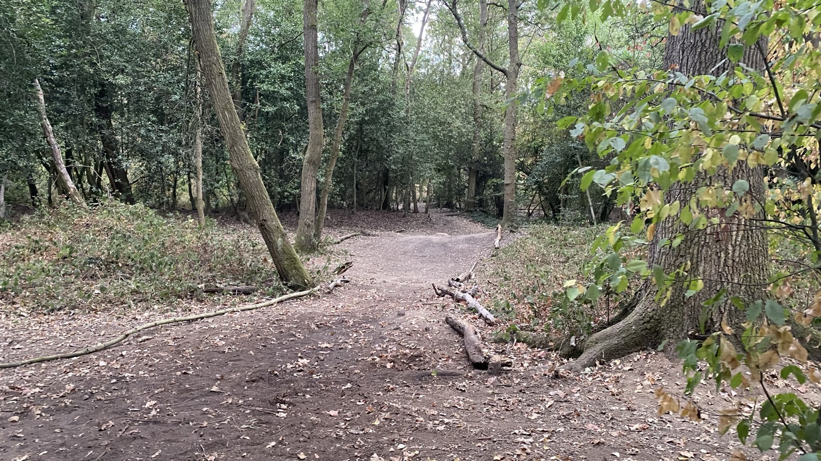 Ham Woods Trail Loop trail photo 2