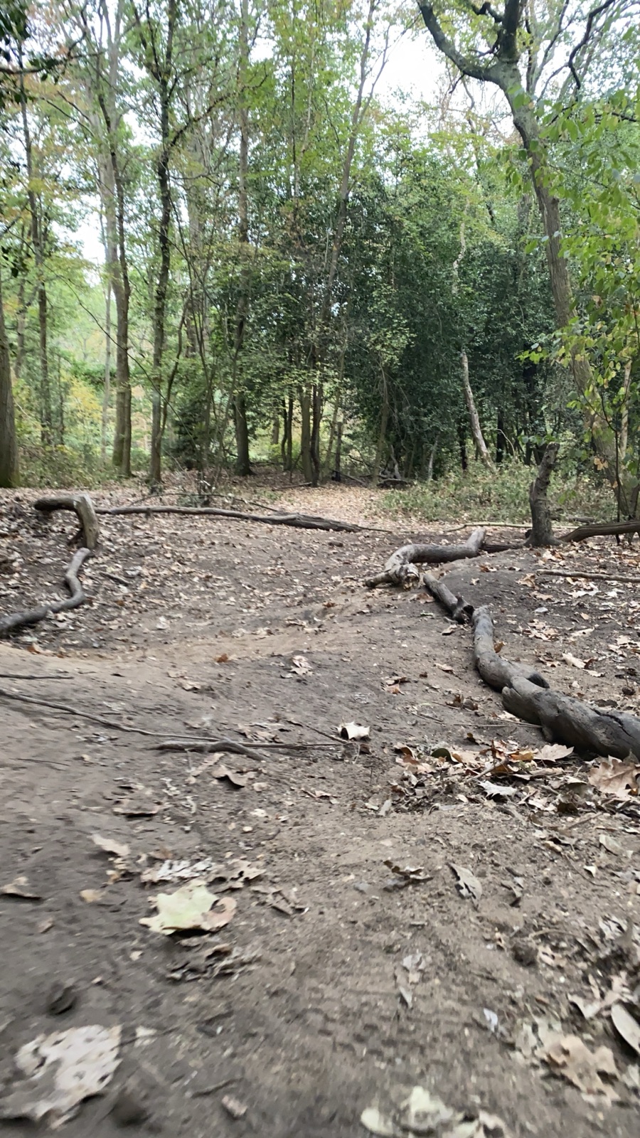 Ham Woods Trail Loop trail photo 3