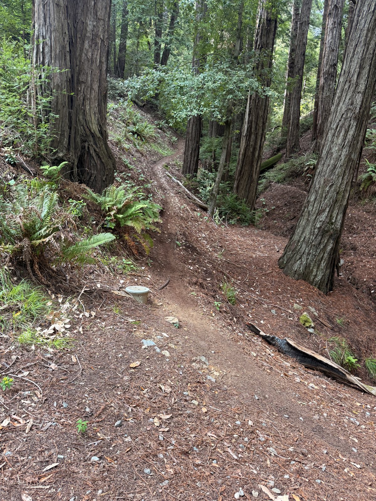 Locs Only trail photo 2