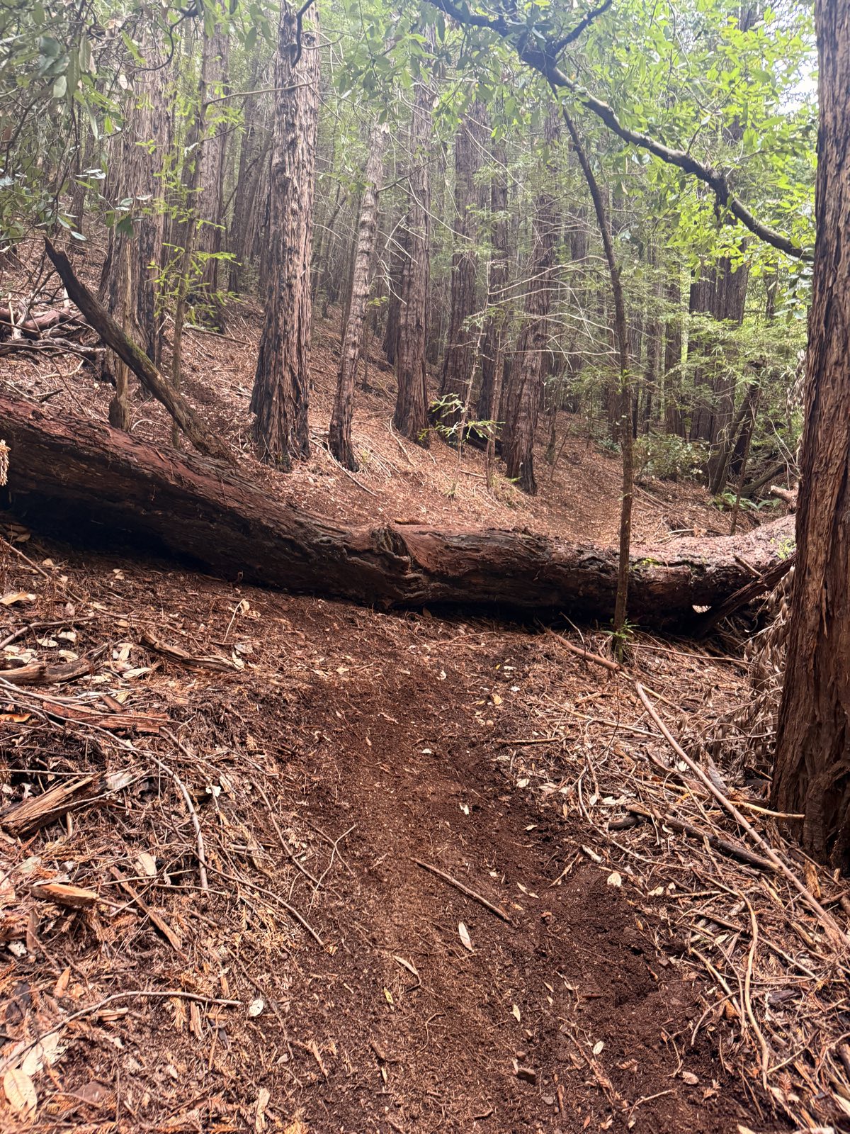Locs Only trail photo 1