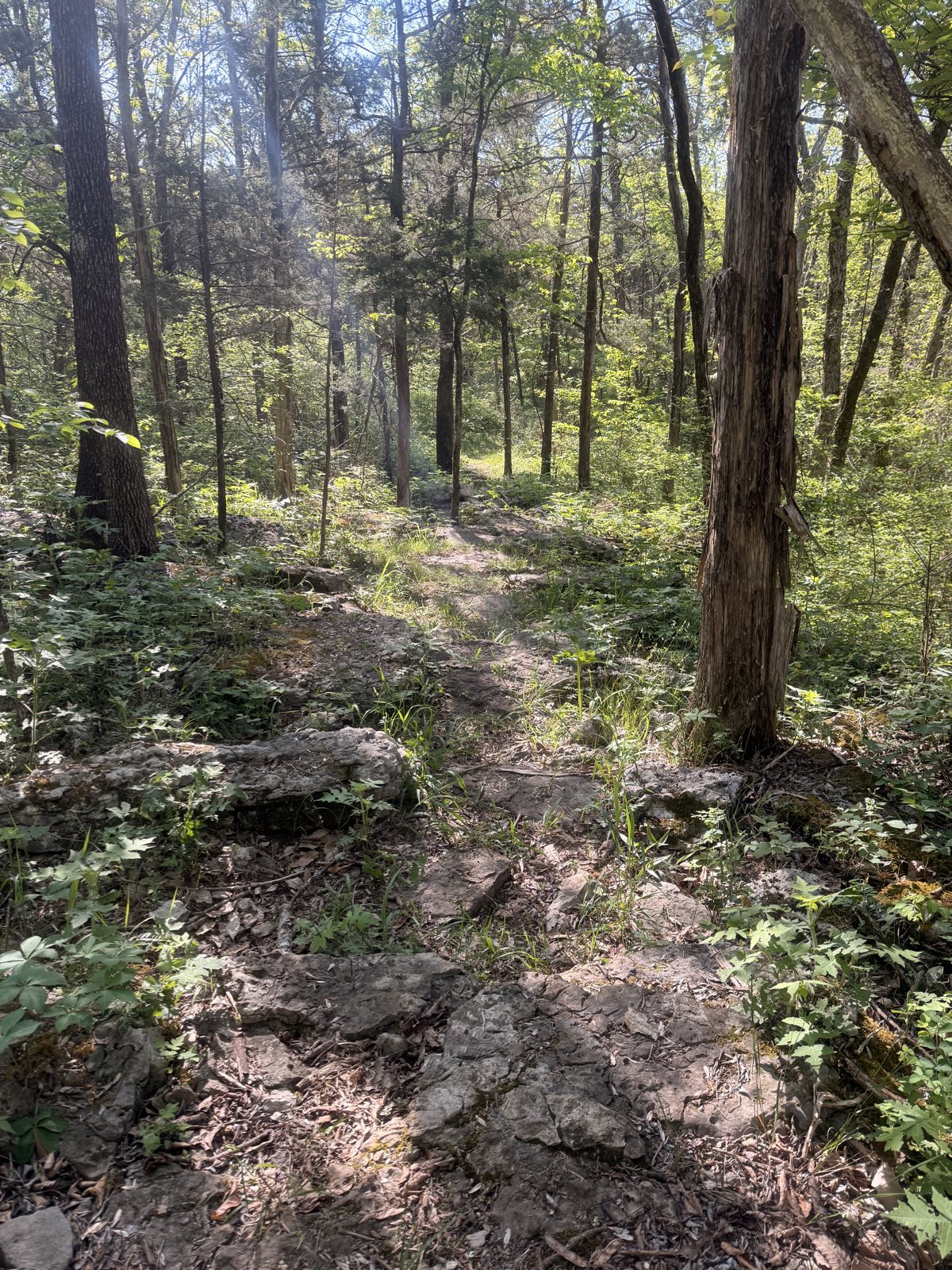 Drago Trail (MTN BIKES ONLY) trail photo 2