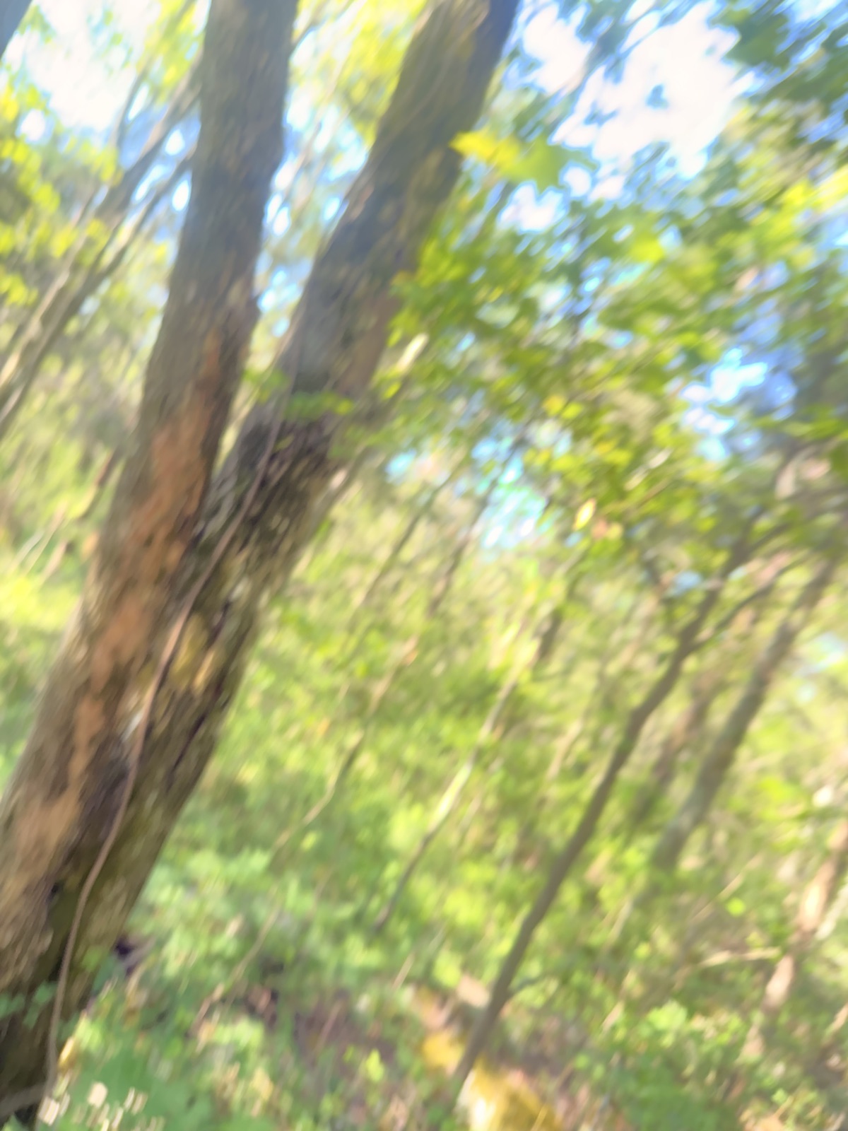 Drago Trail (MTN BIKES ONLY) trail photo 3