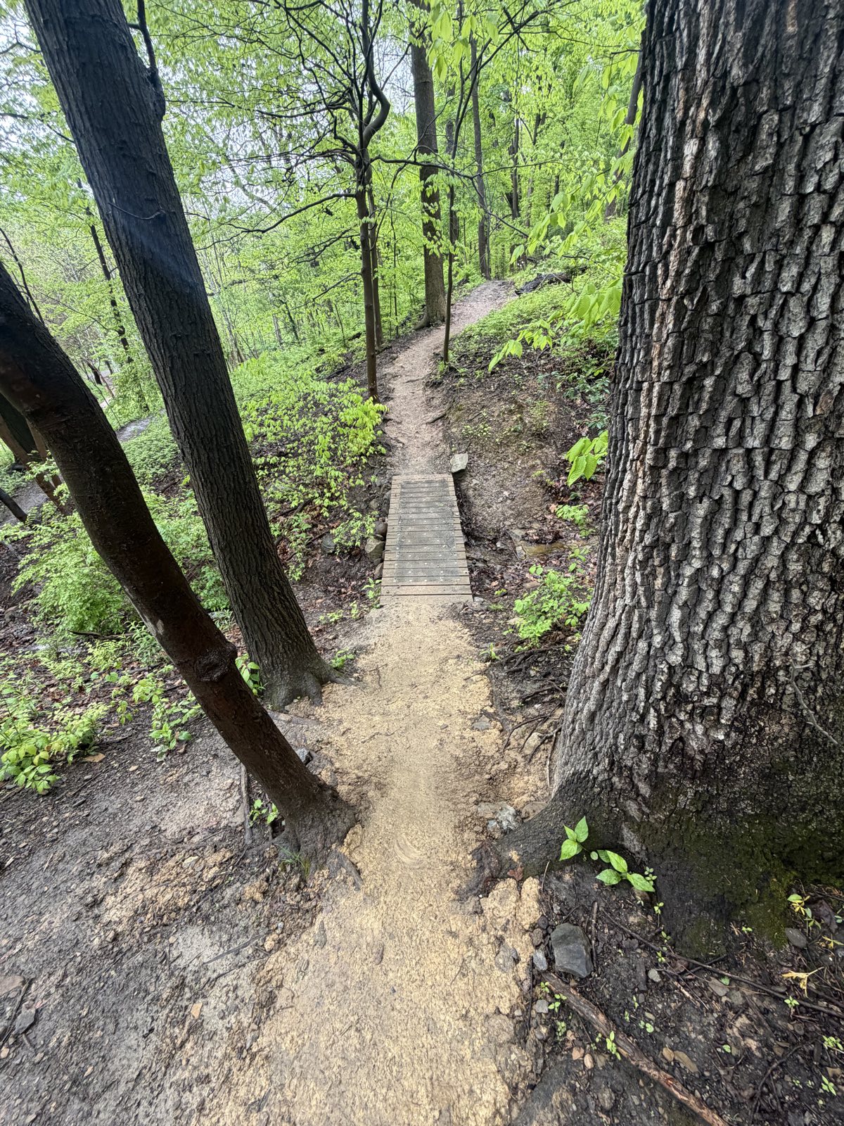Dinky Bridge Trail trail photo 3