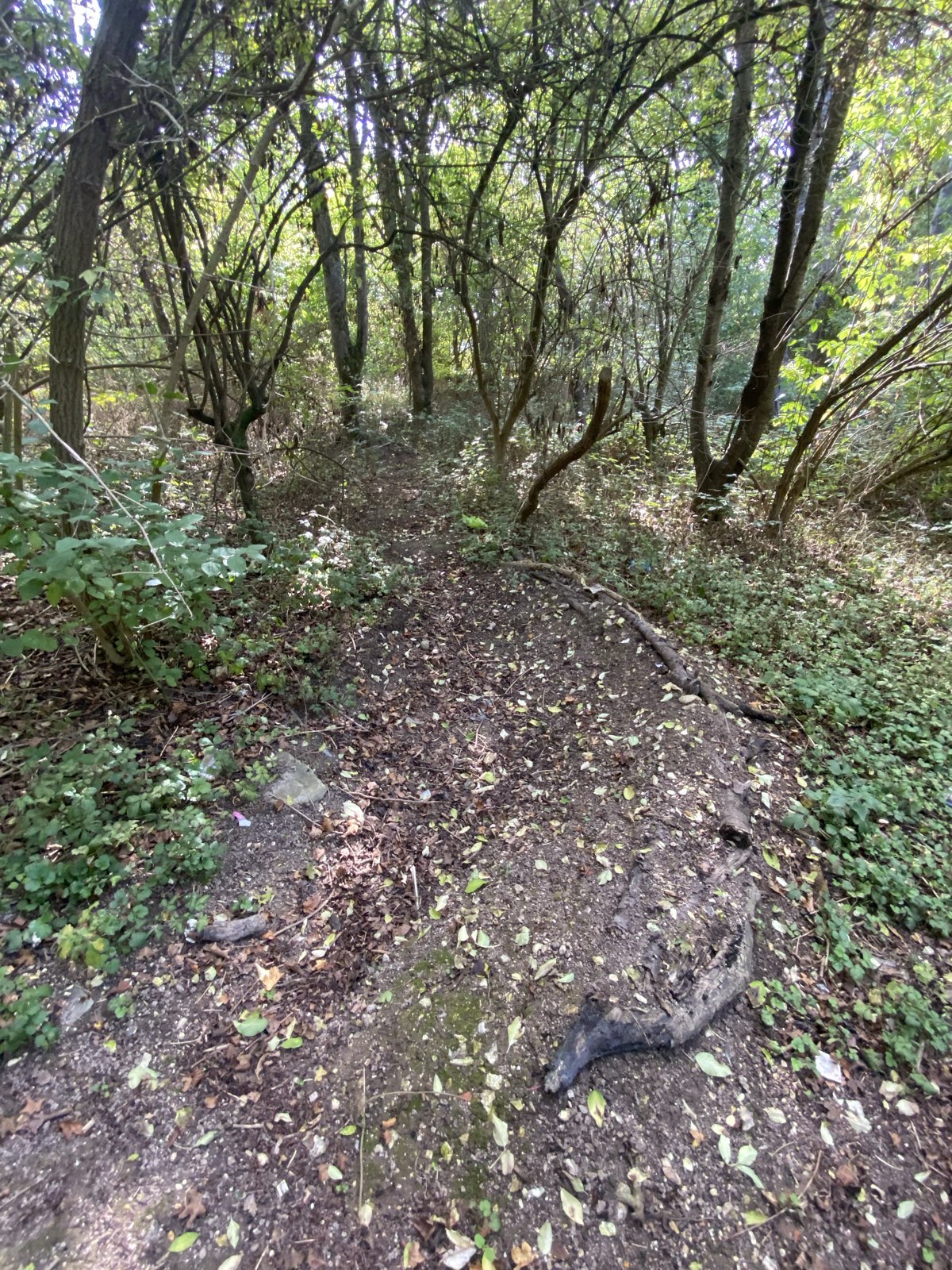 Lidl Jumps trail photo 4