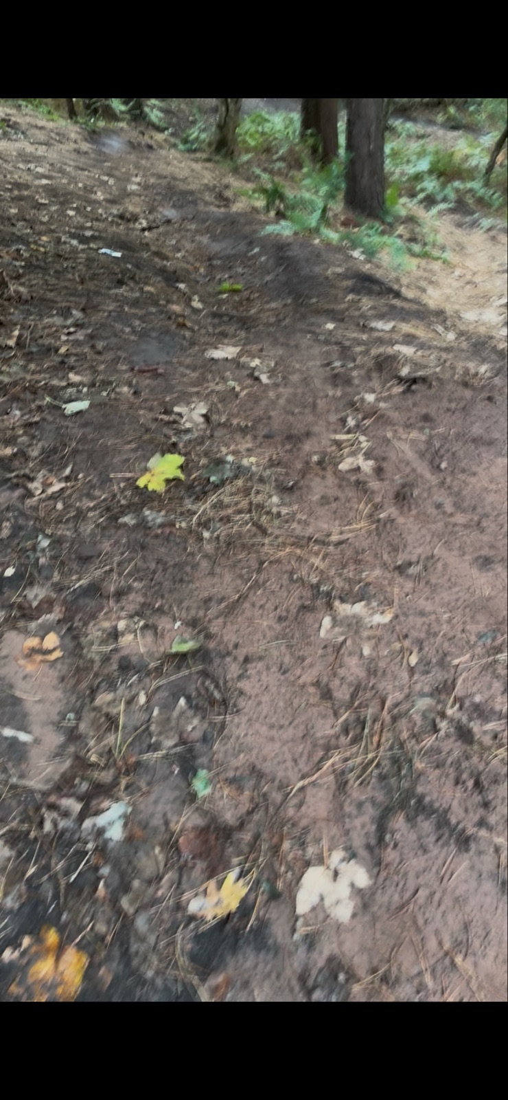 B-Line trail photo 3