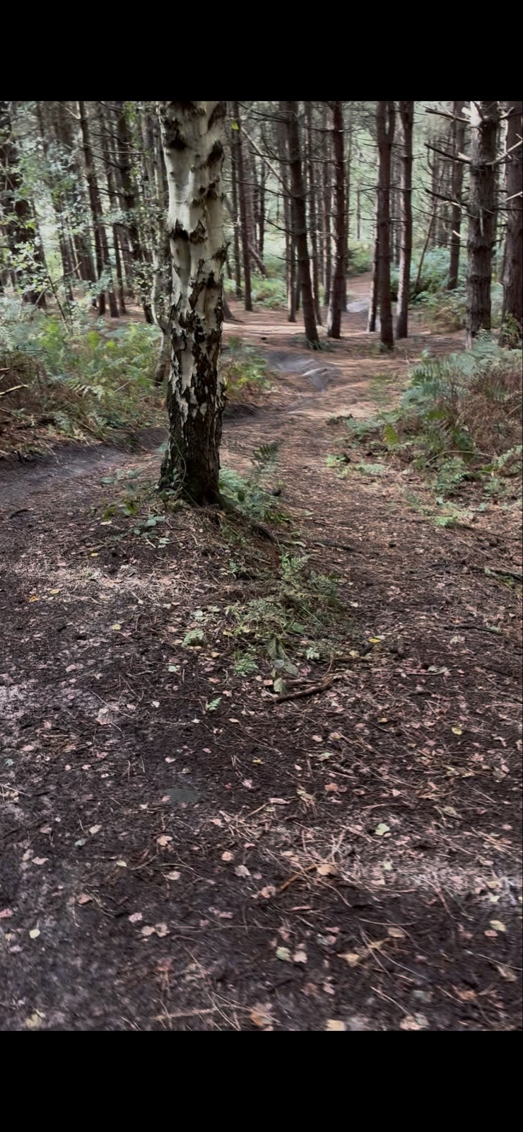 B-Line trail photo 1
