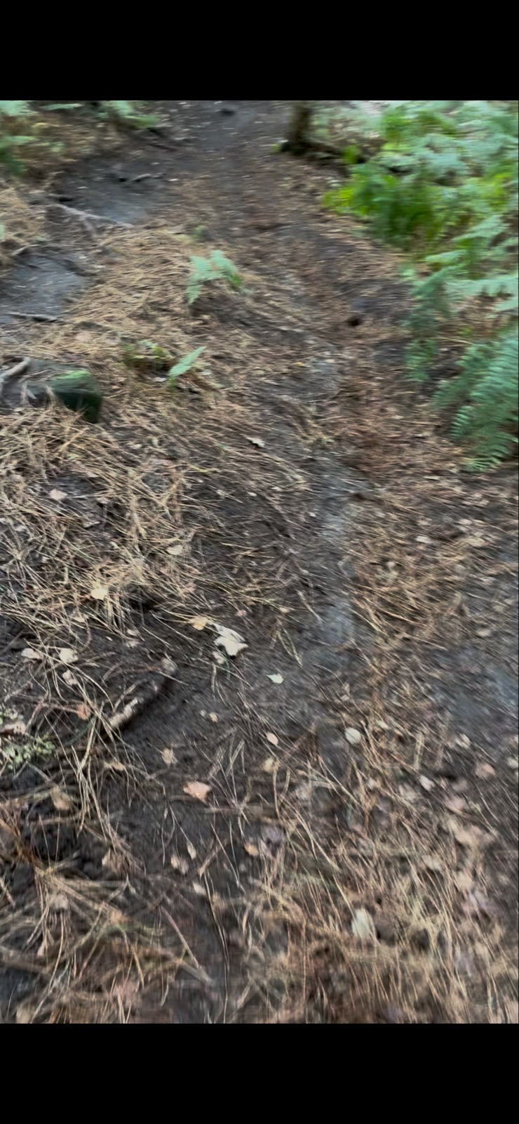 B-Line trail photo 2