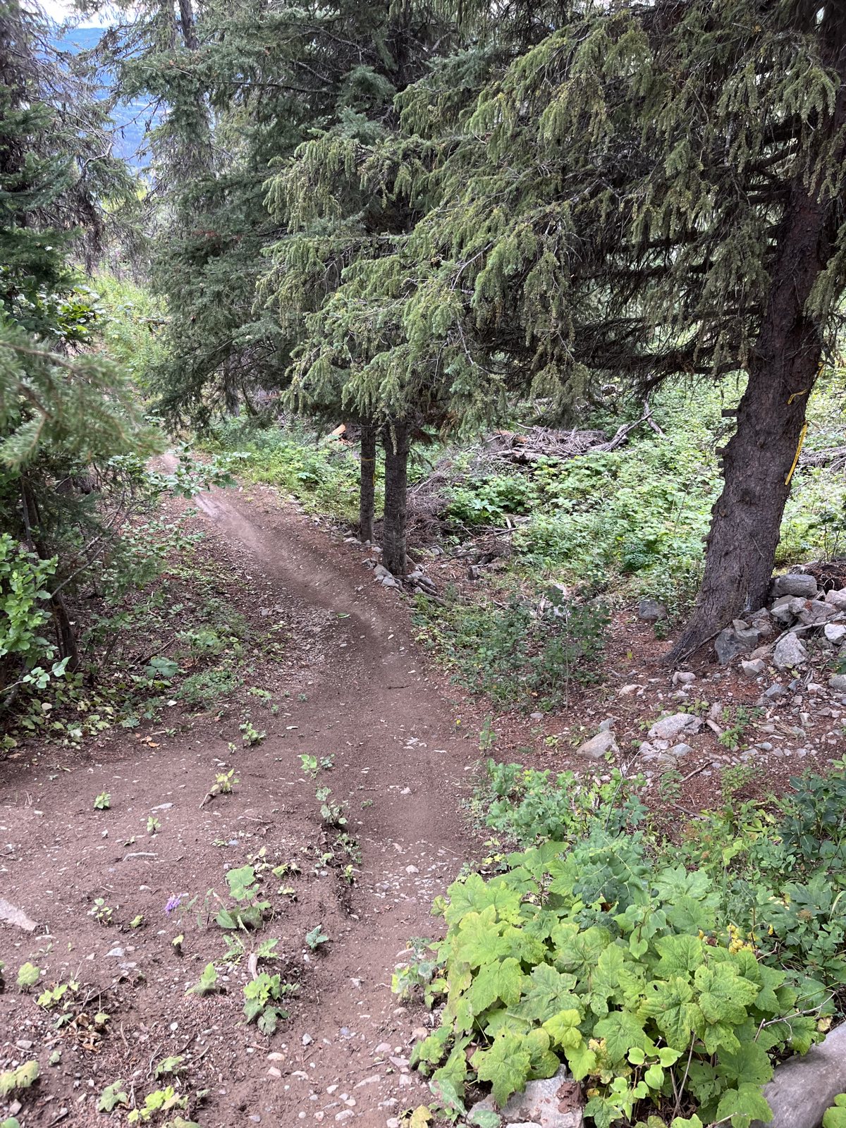 Hogzilla trail photo 1