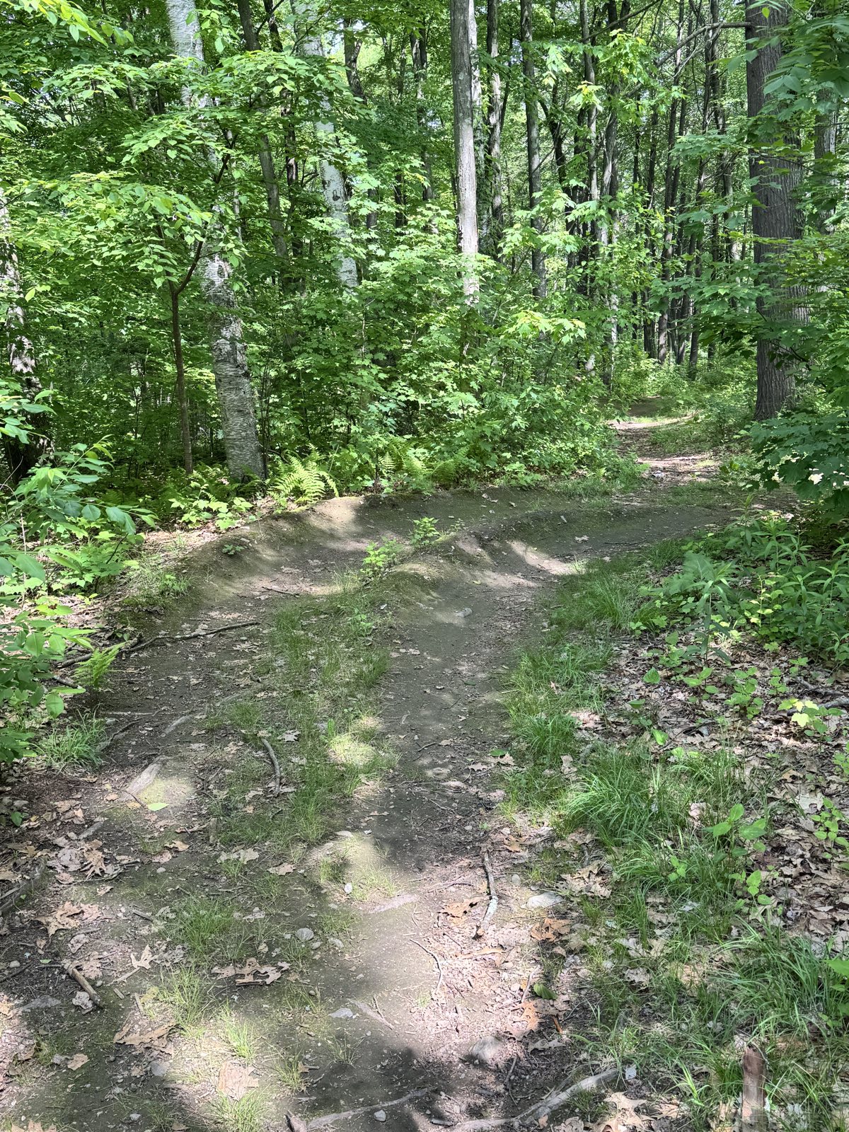 Orchard Hill Mtb Trail trail photo 2