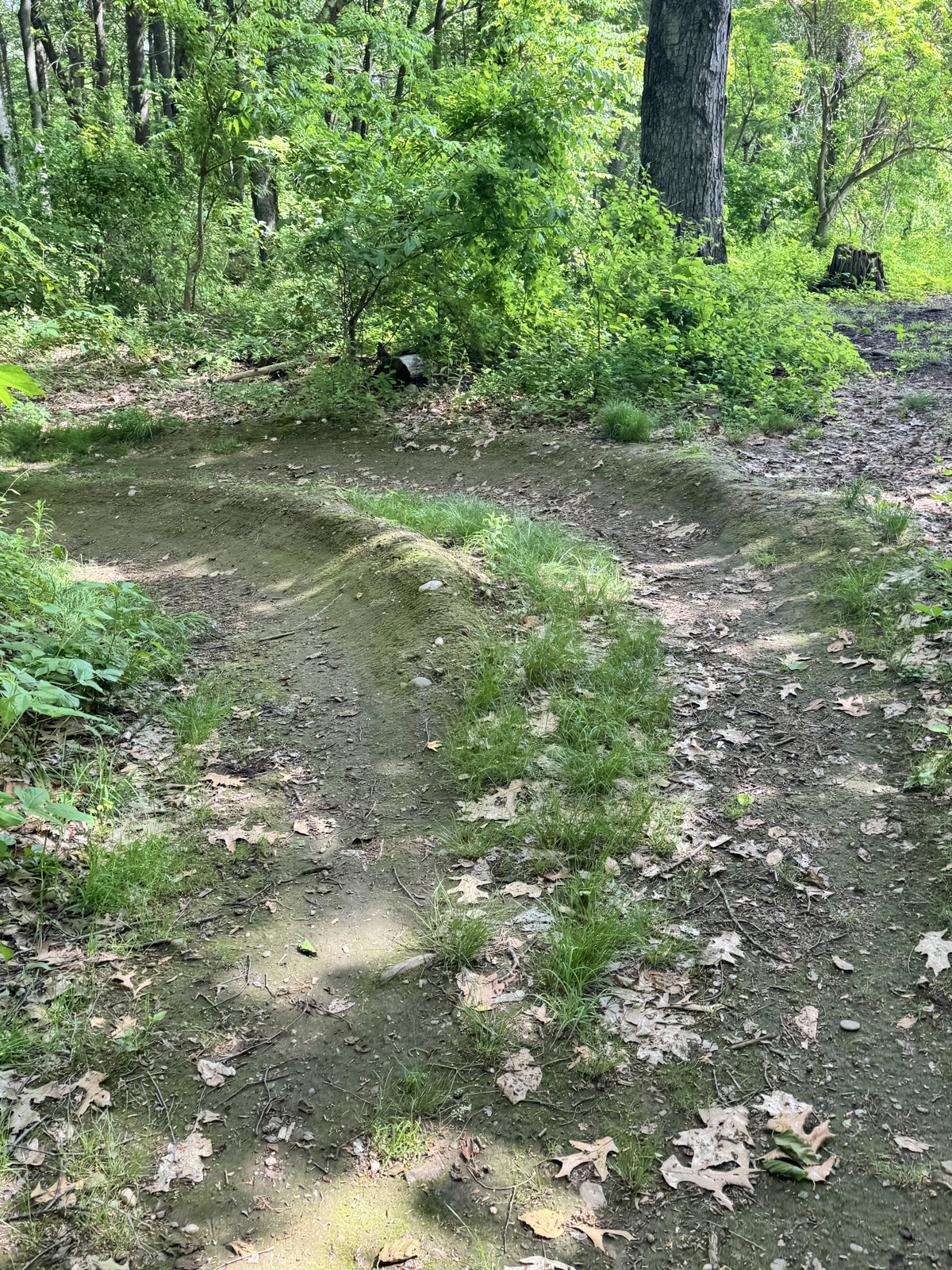 Orchard Hill Mtb Trail trail photo 1