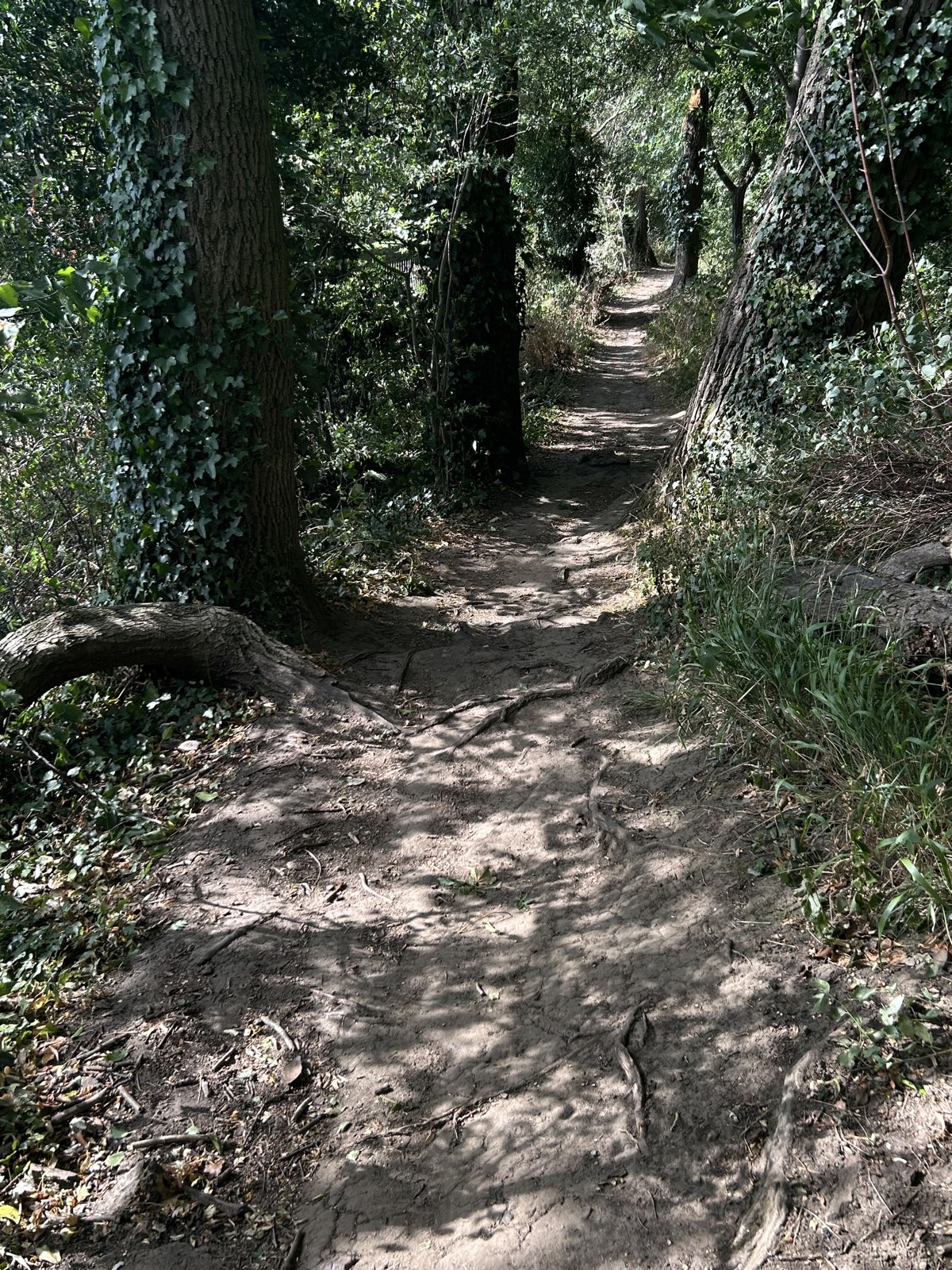 Crematorium downhill trail photo 4