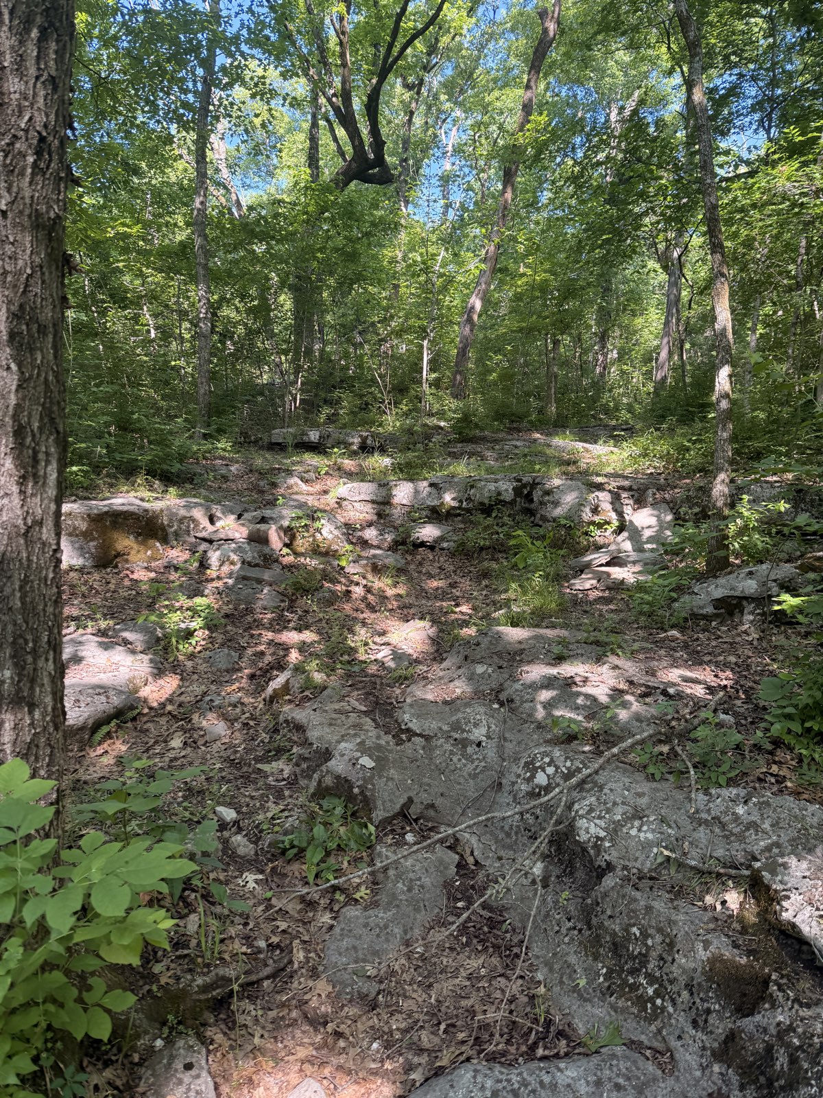Hamilton Creek MTB Trail trail photo 1