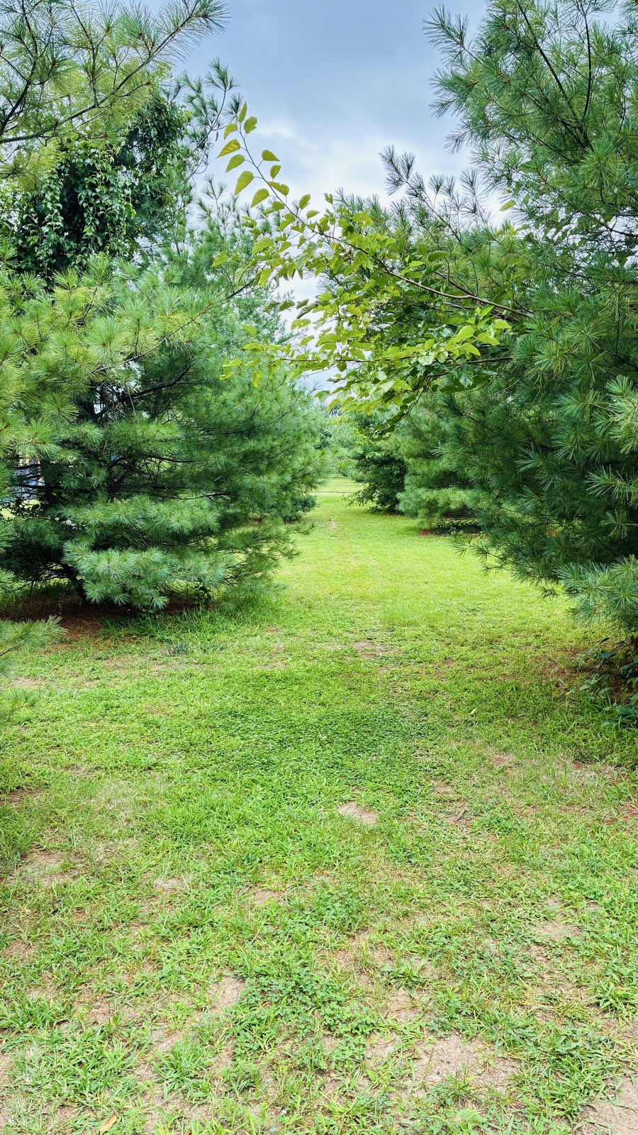 The cedar jump trail photo 2