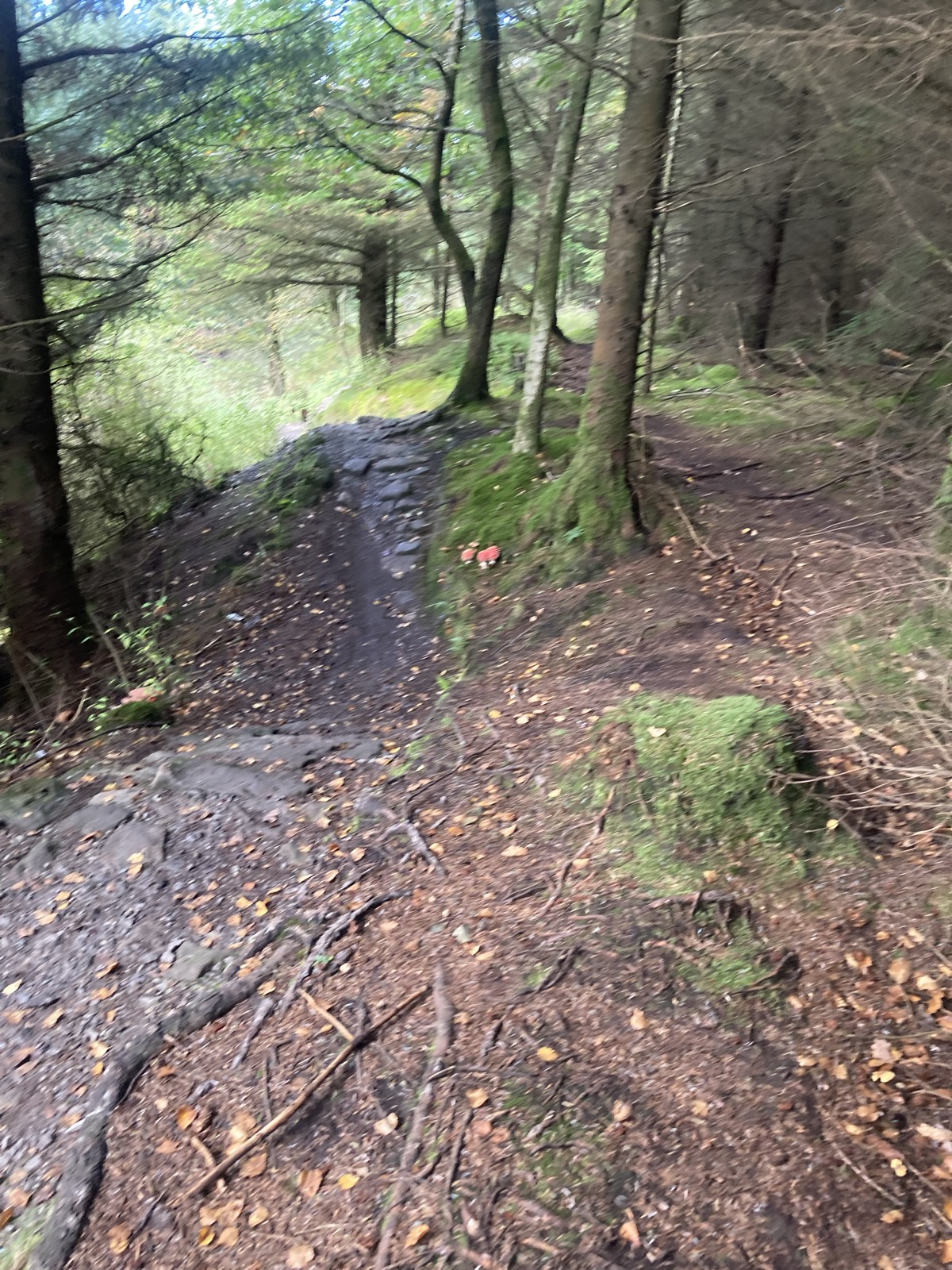 The 8 - Swoopy trail photo 1