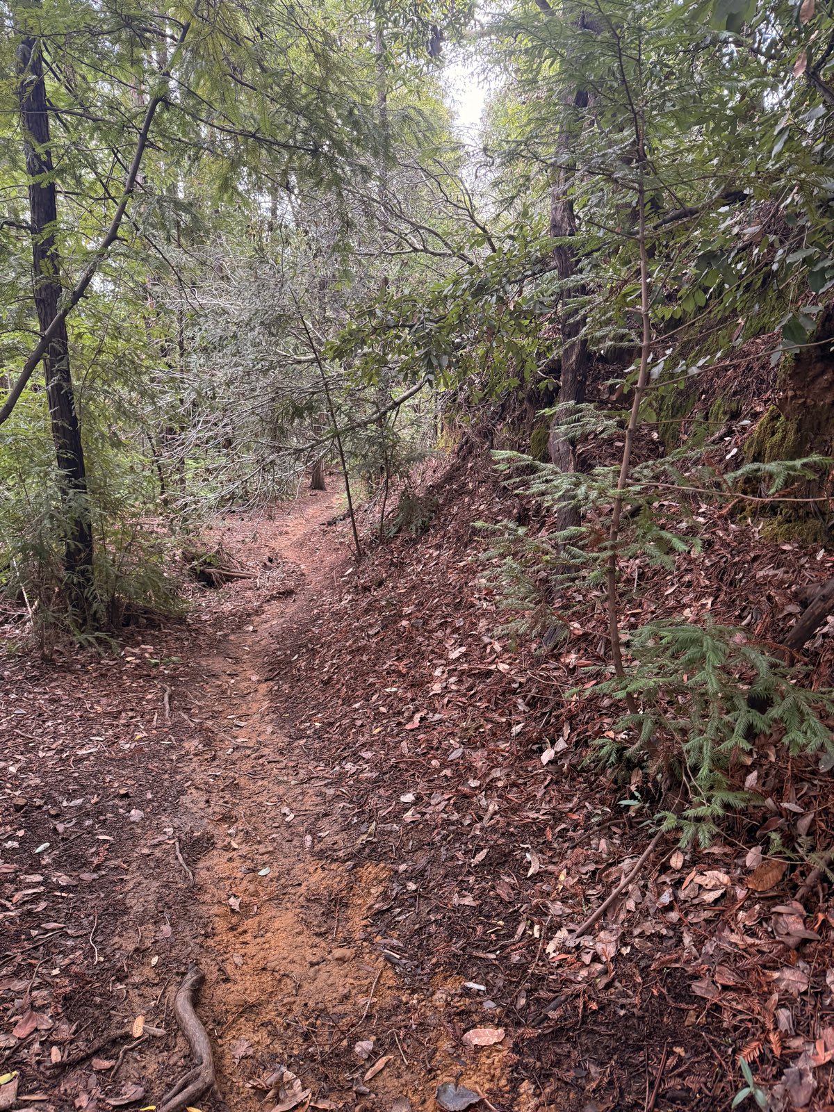 Big Dog trail photo 2