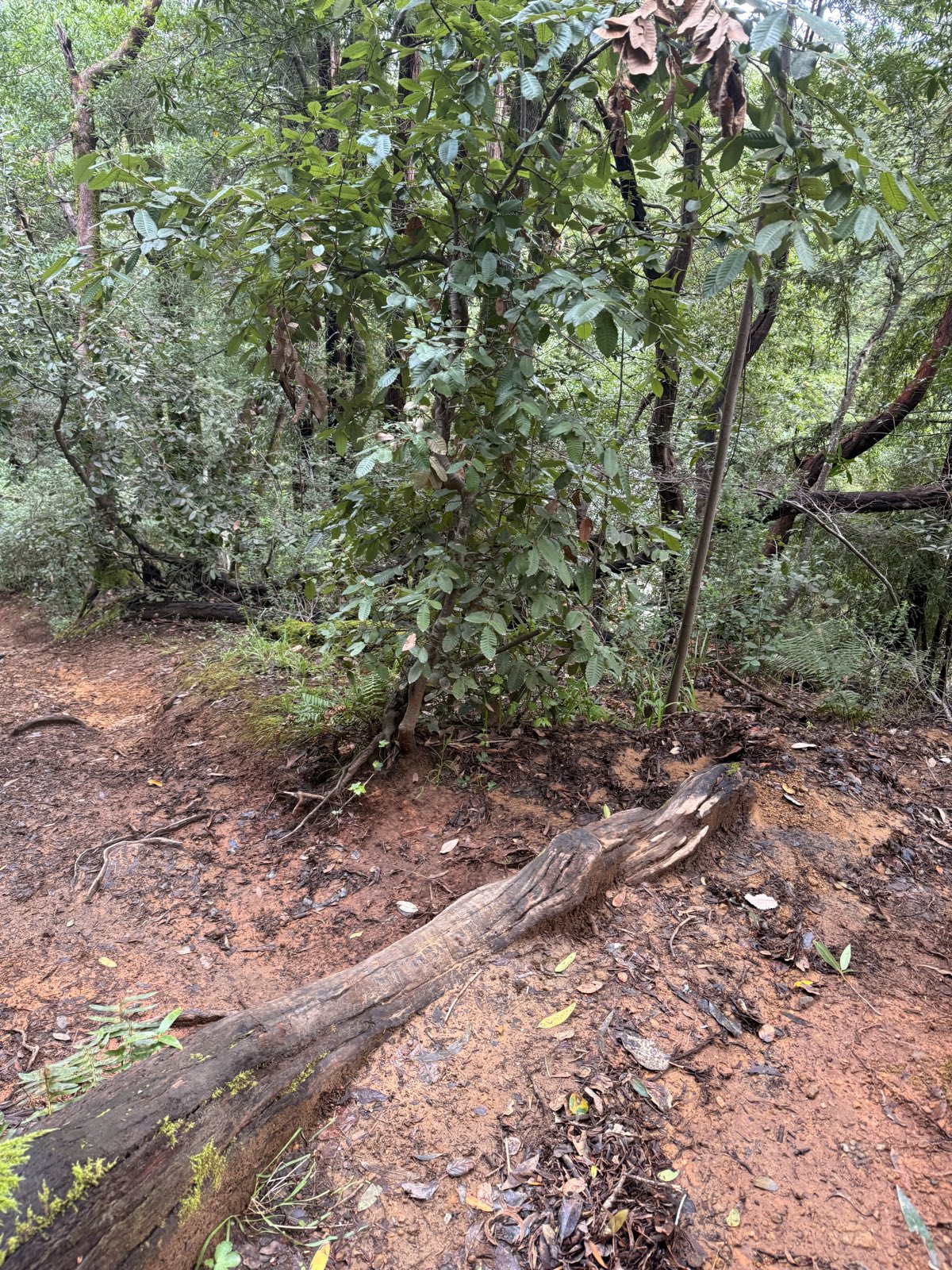 Big Dog trail photo 3