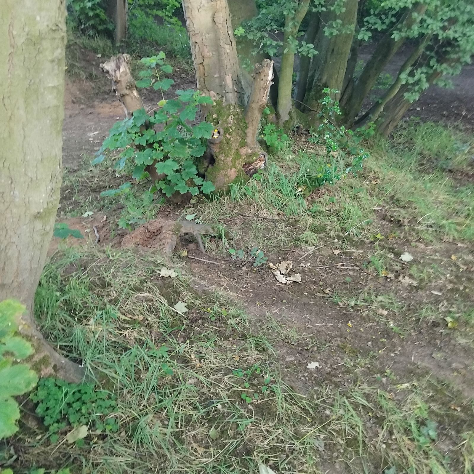 Goostrey A Line / Main Line trail photo 1