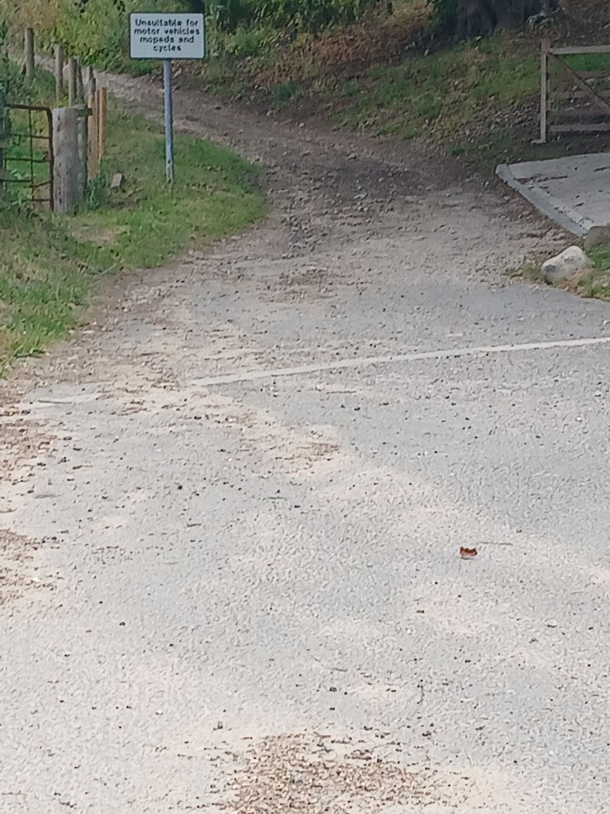 Chapple Speed trail photo 5