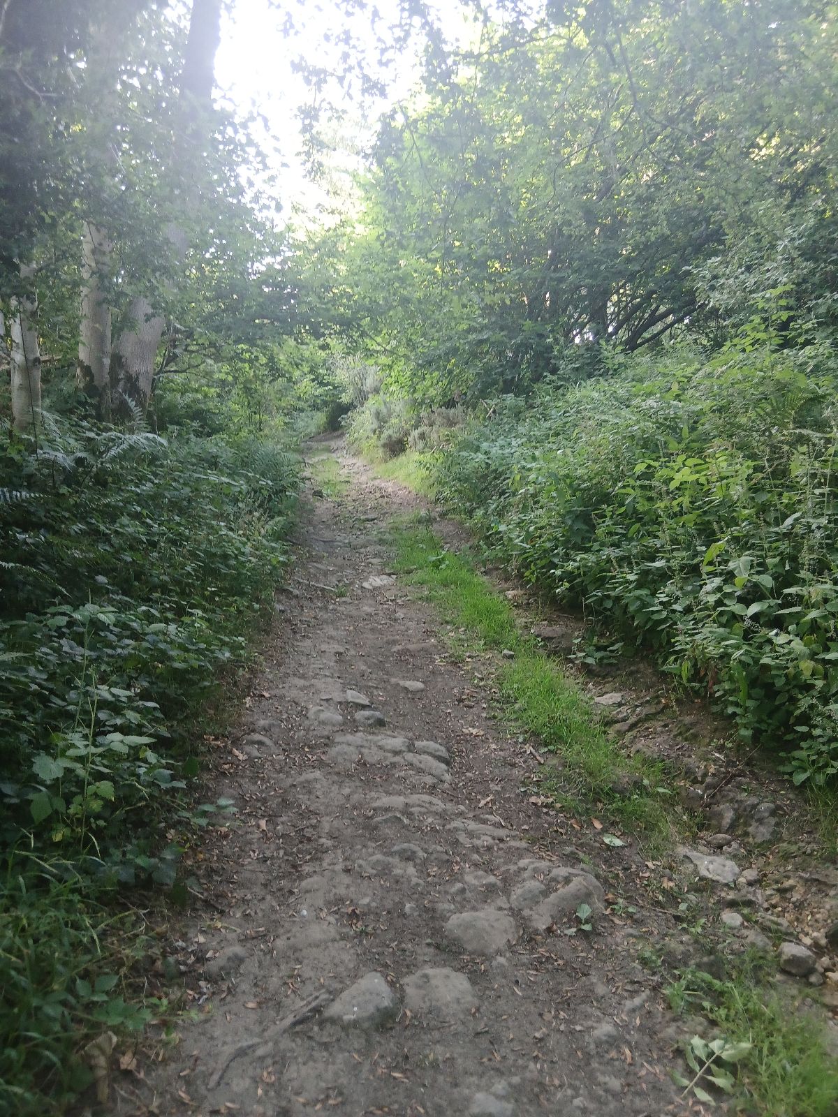Chapple Speed trail photo 4