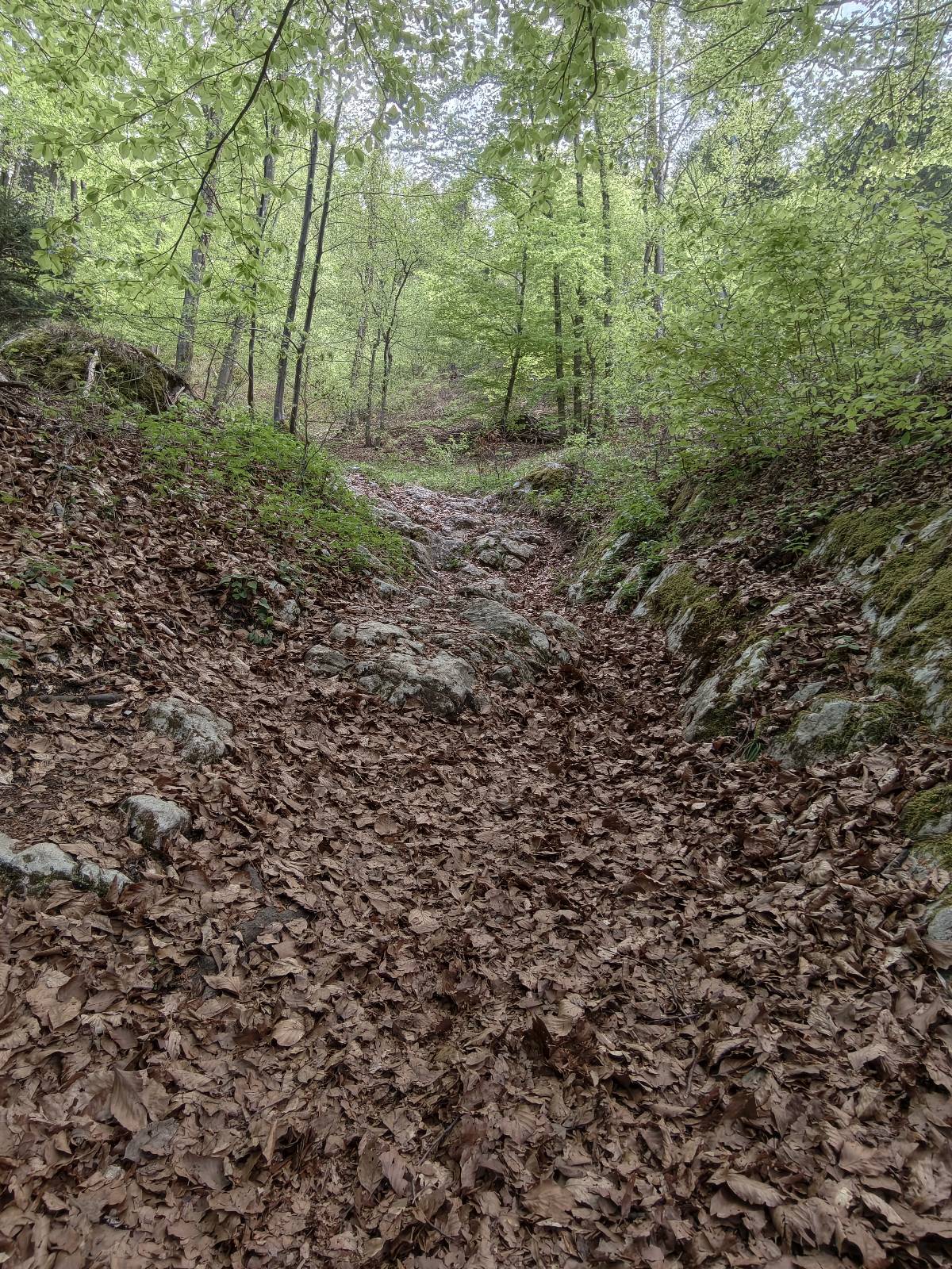 Geiß-Steig trail photo 1