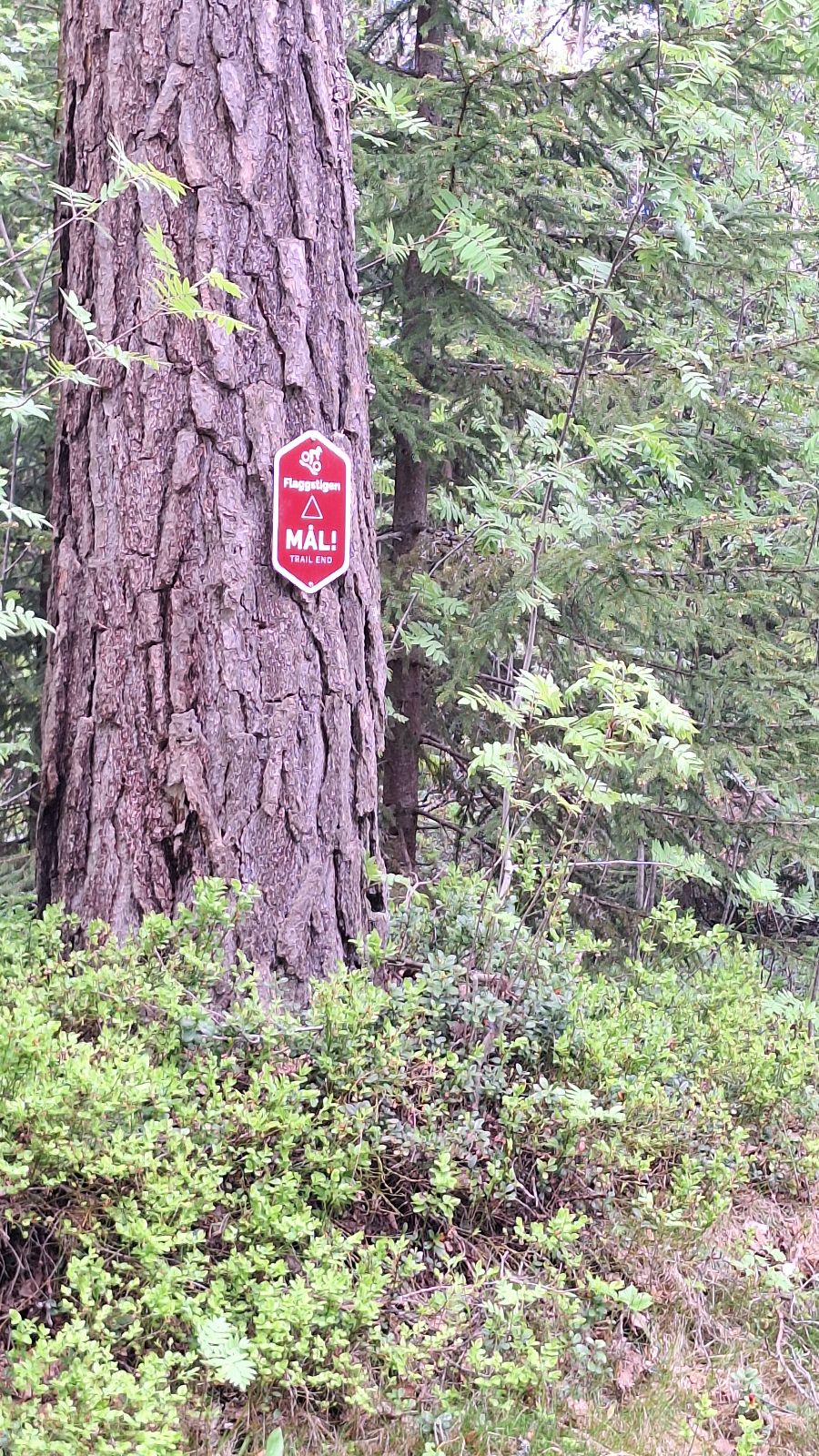 Flaggstigen trail photo 1
