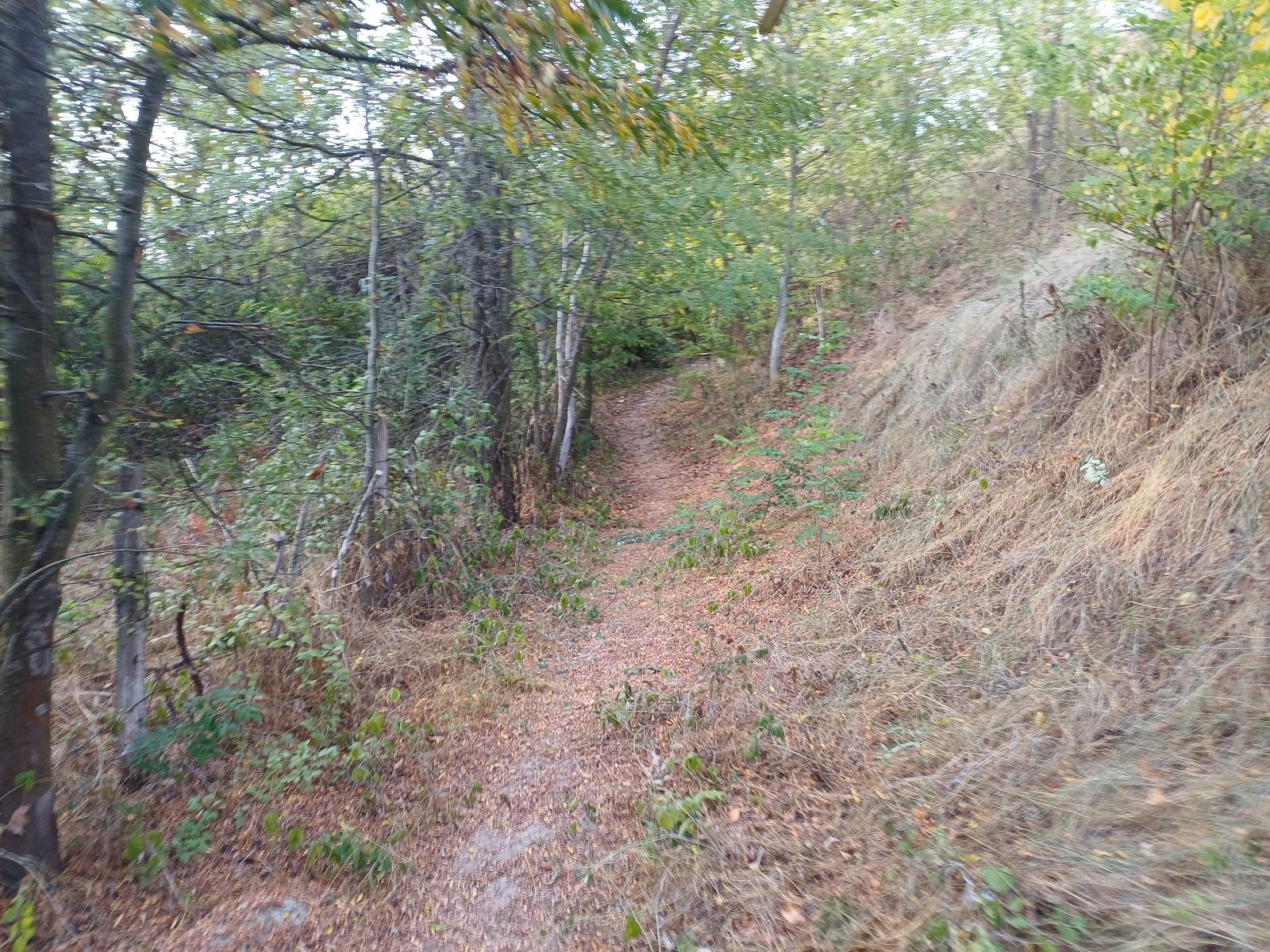 Spiky Trail trail photo 3