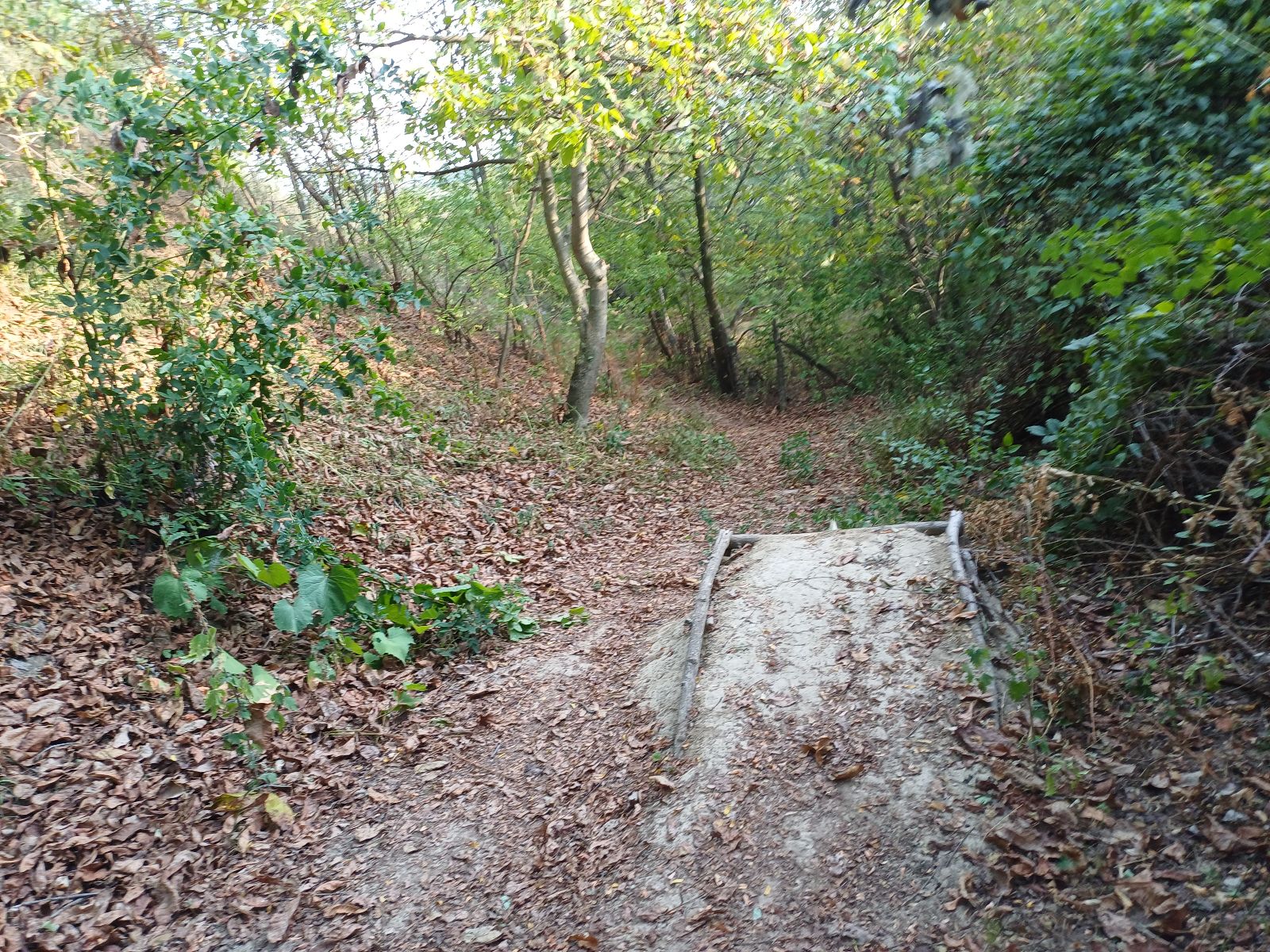 Spiky Trail trail photo 2