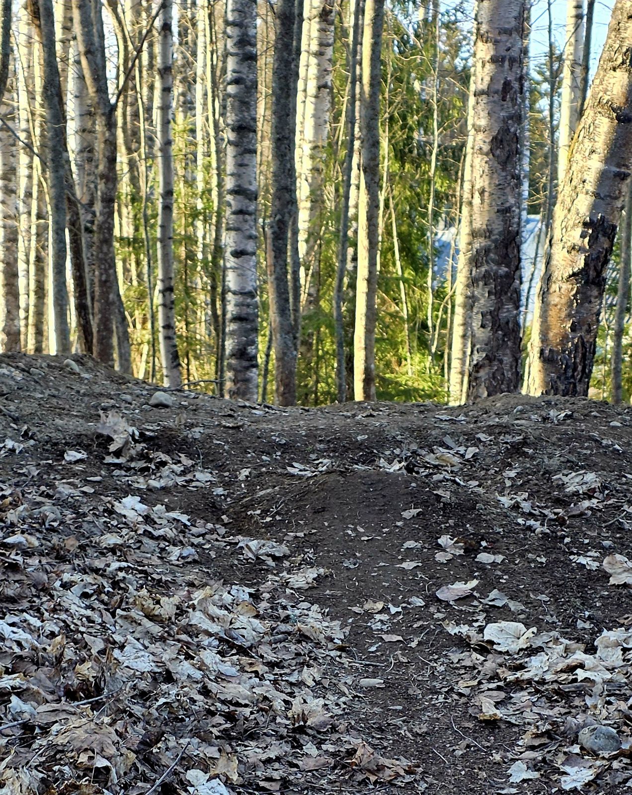 Huutijärvi Secret Trail trail photo 1