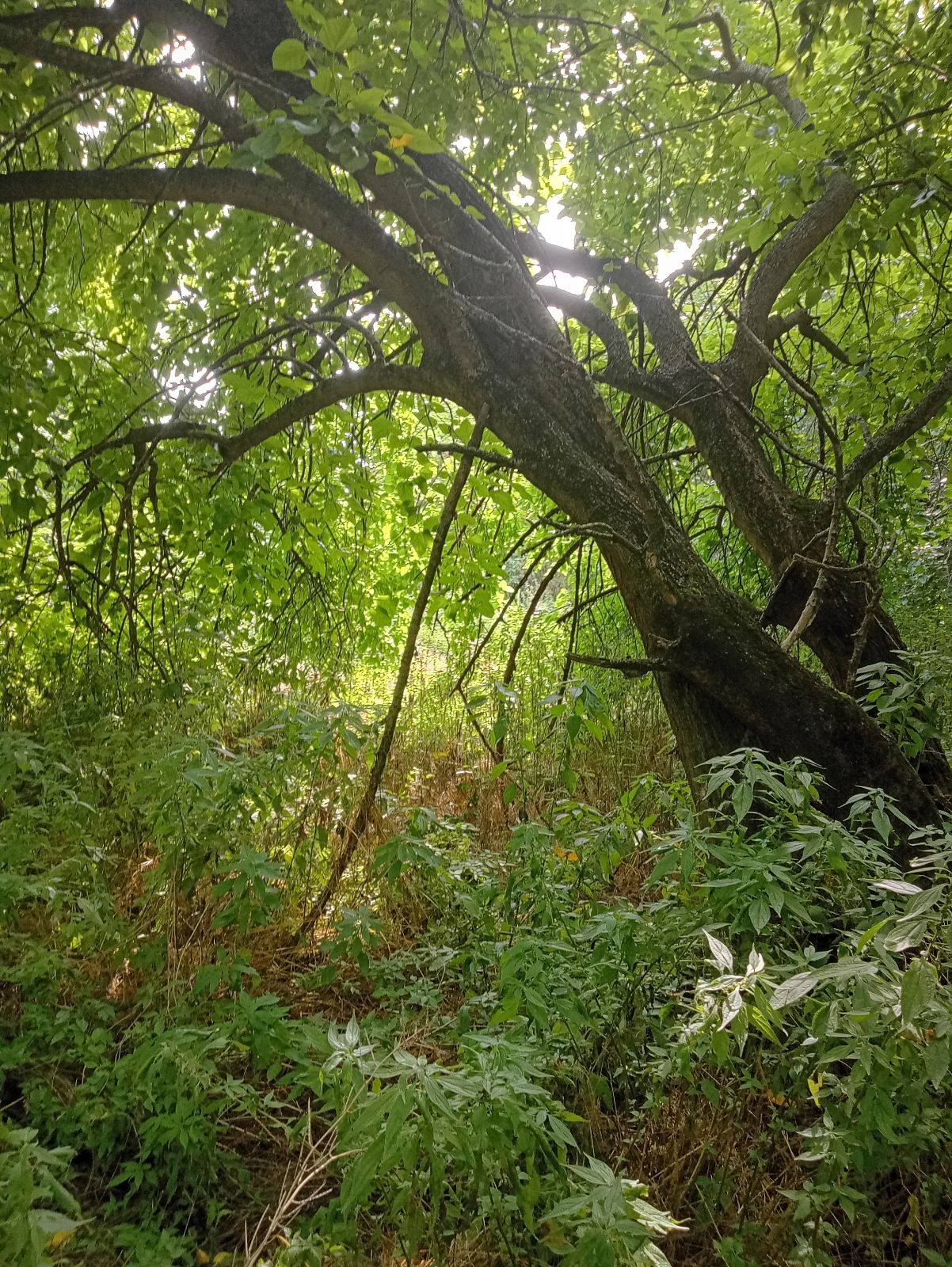 No Name trail photo 2