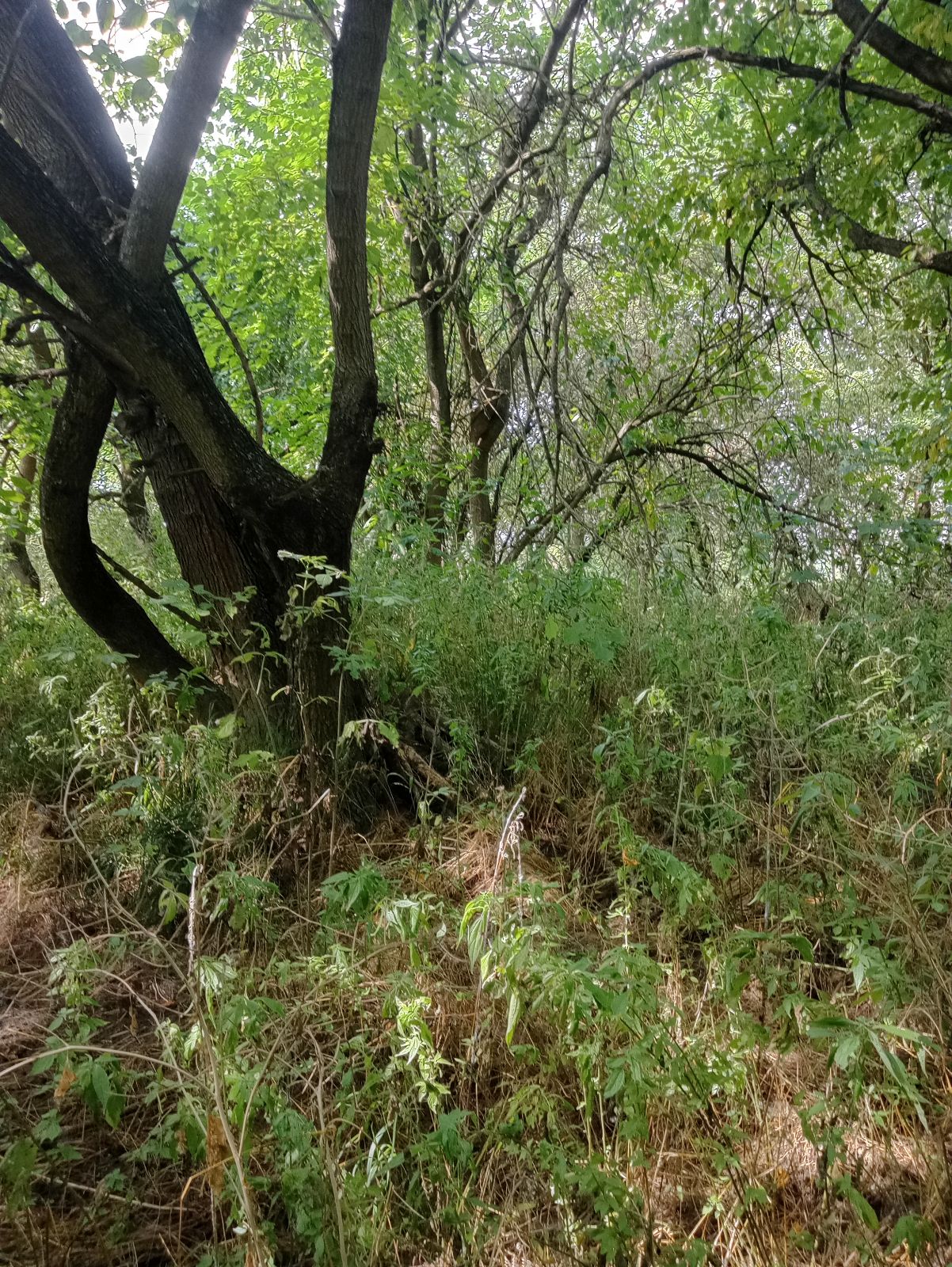No Name trail photo 3