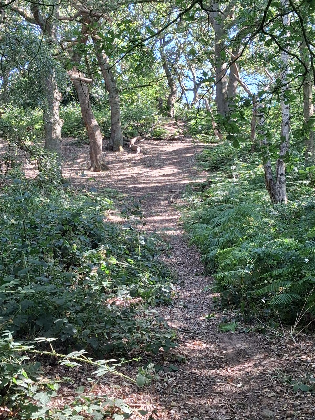 Steepsy trail photo 1