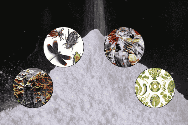Chitin Nanocrystals (ChiNCs) as Advanced Green Materials