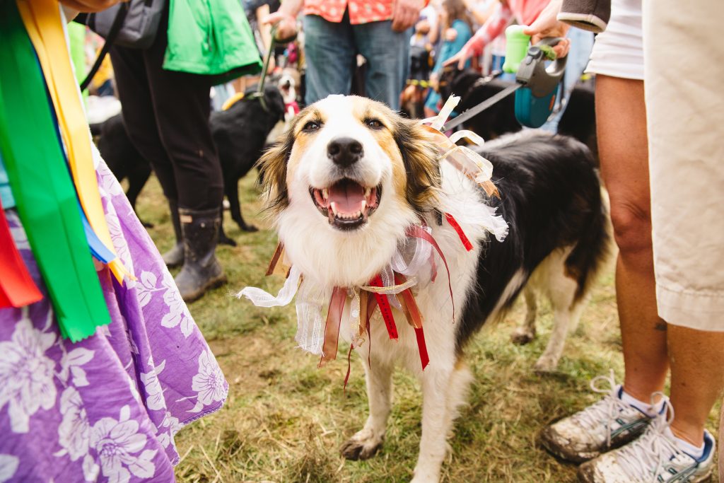 Dogs at Rivendell Festival image