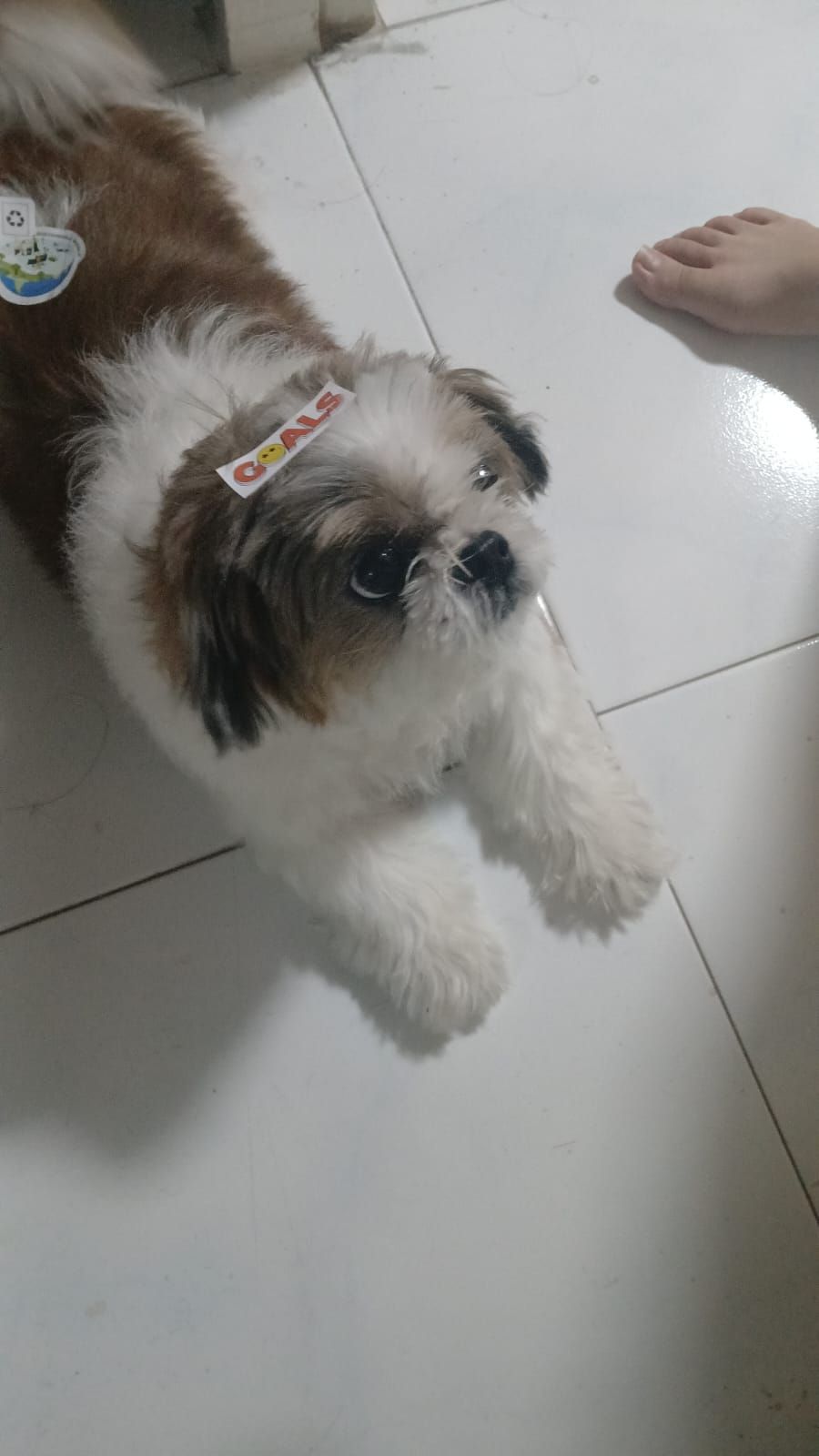 LOOK AT HER, HER NAME IS TOTO, SHE IS THE CUTEST THING EVER, JUST LOOK AT HER. I TOOK CARE OF HER DAY AND NIGHT