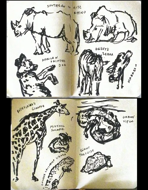 Journal Sketches @ the Zoo