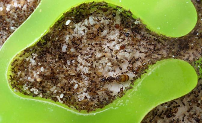 My hobby of myrmecologists and Formiculturists
