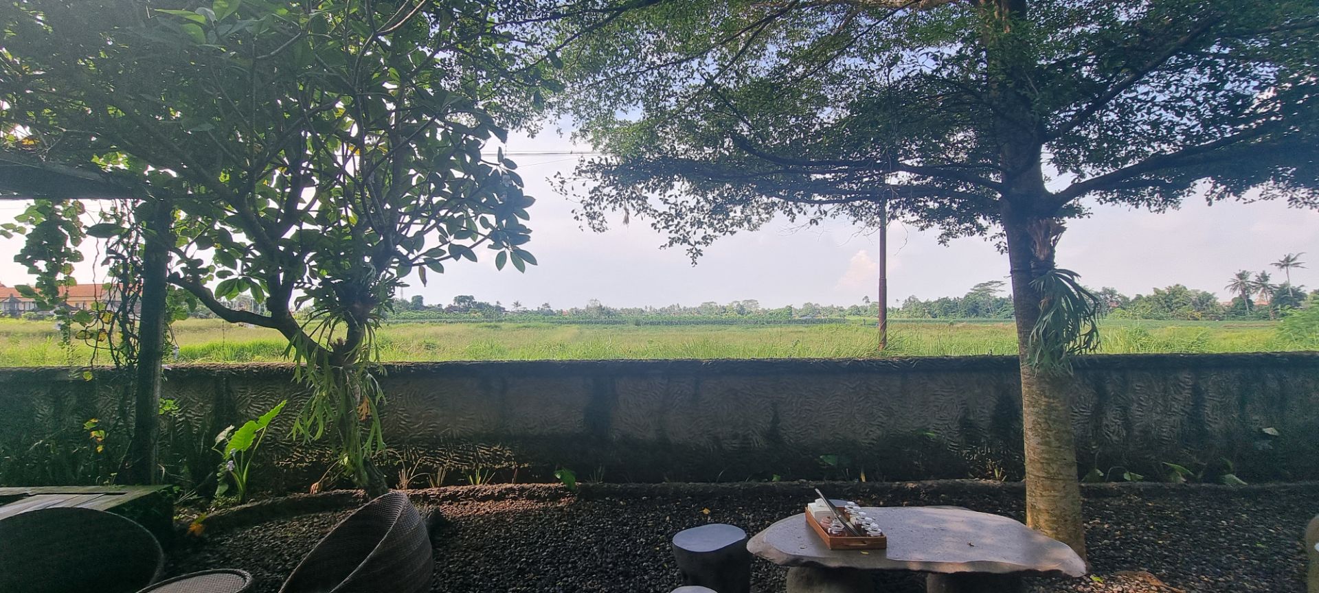Experiencing rice fields for the first time
