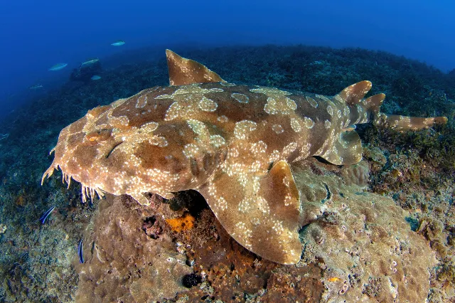 Various shark species - Reflection