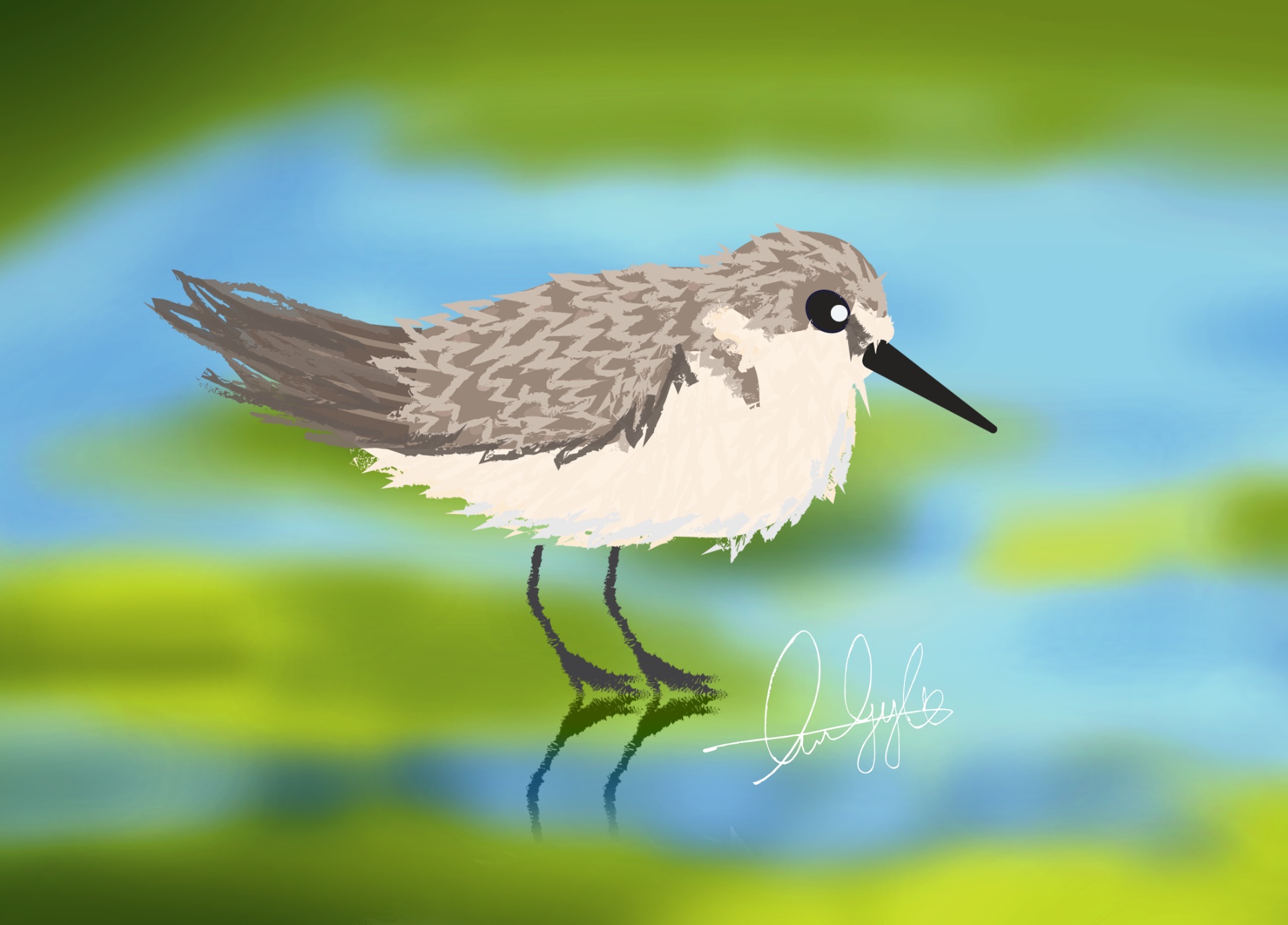 Illustration of a sandpiper