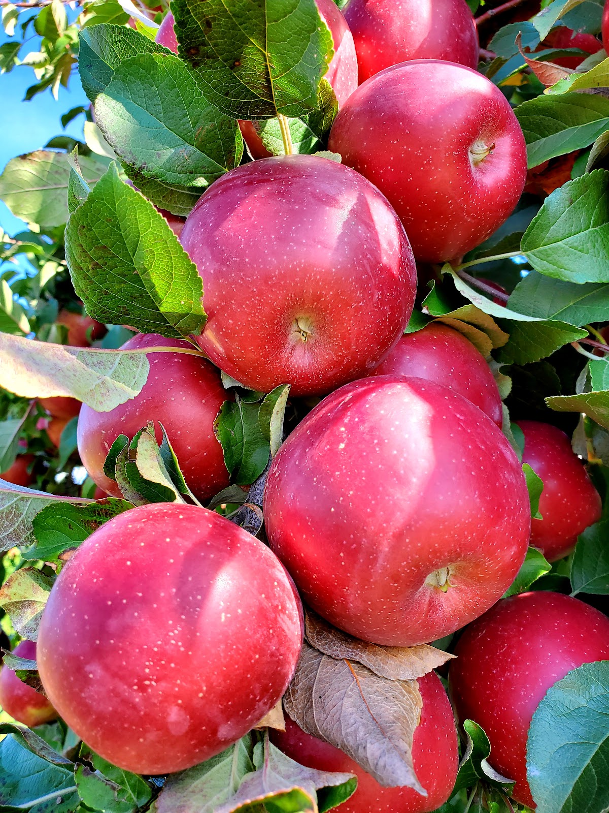 Pine Tree Apple Orchard